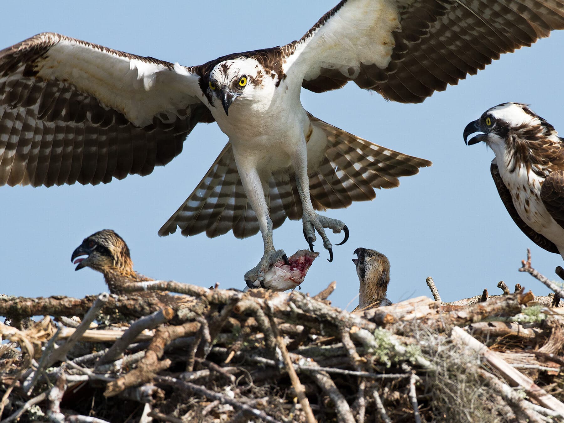 Male osprey feeding chicks and female