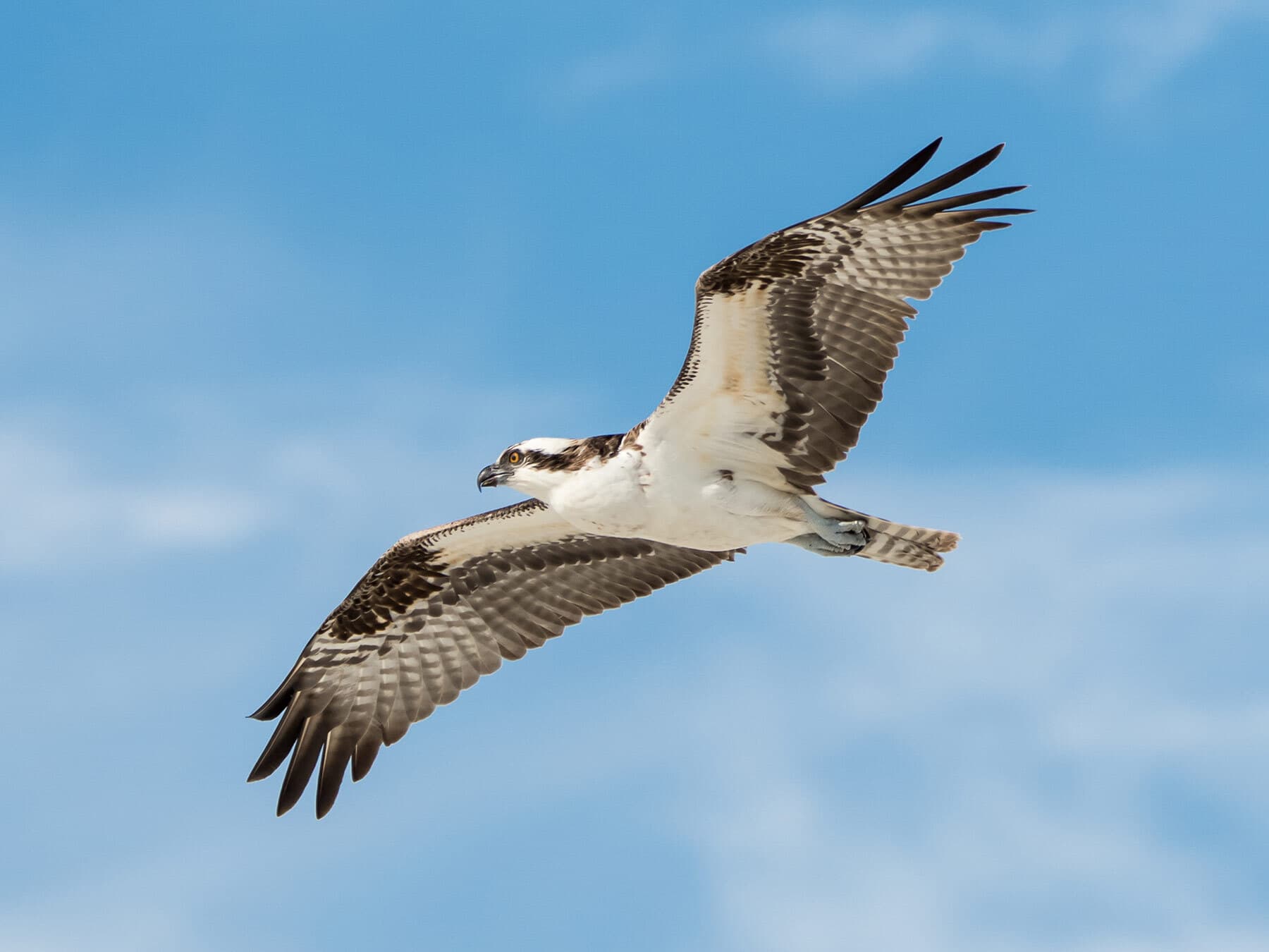 Male osprey