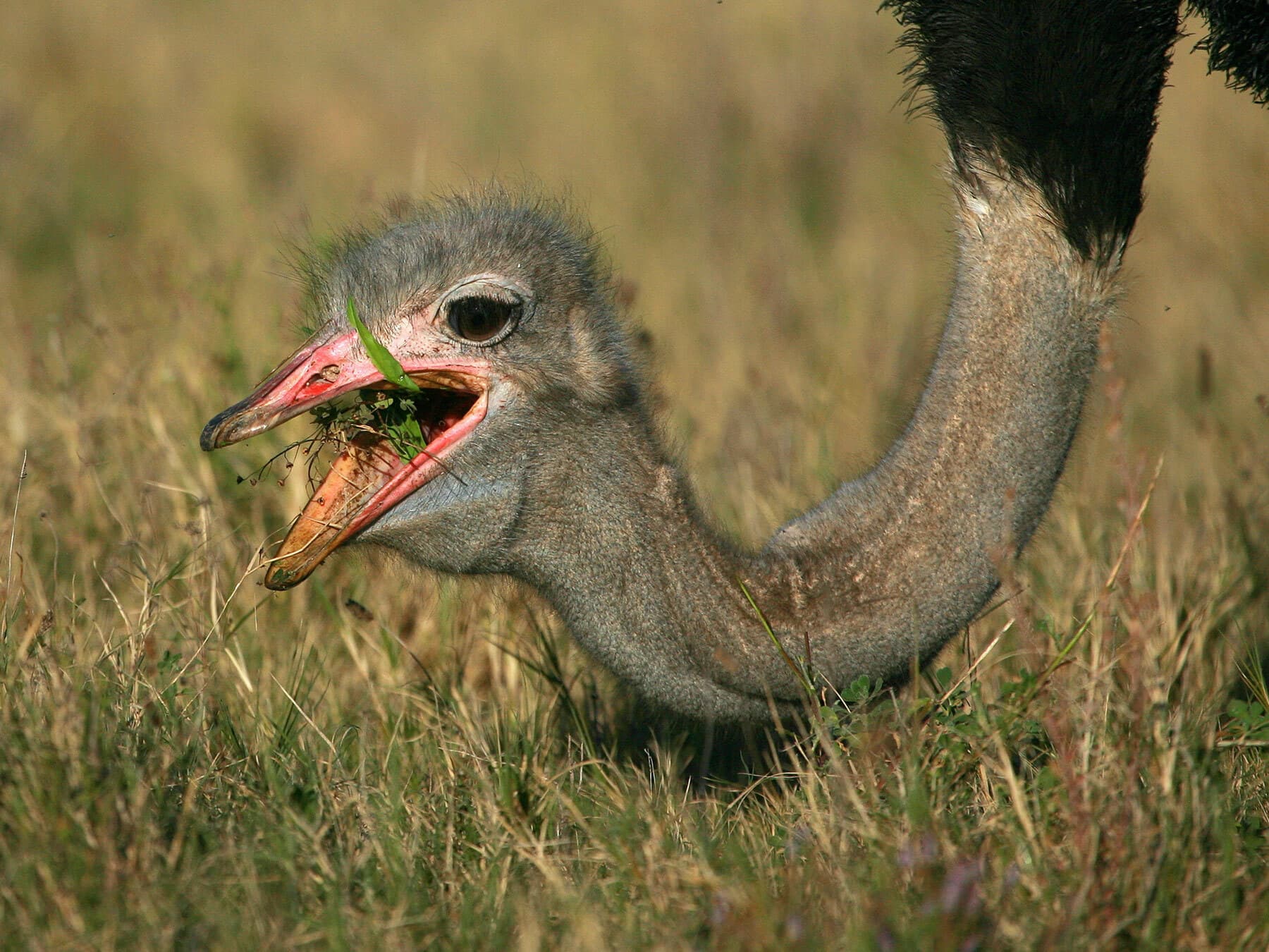 Male ostrich feeding