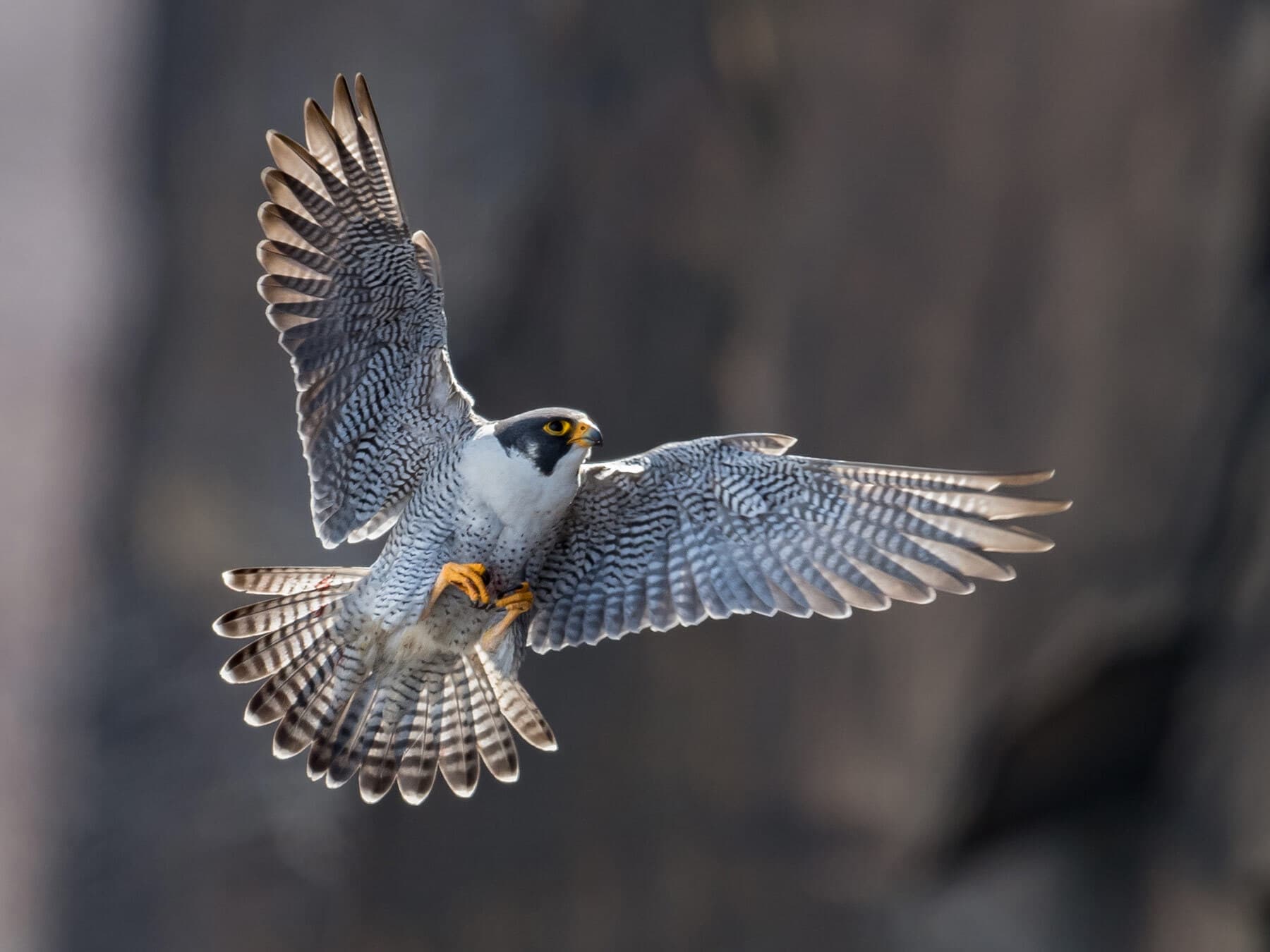 Male peregrine falcon