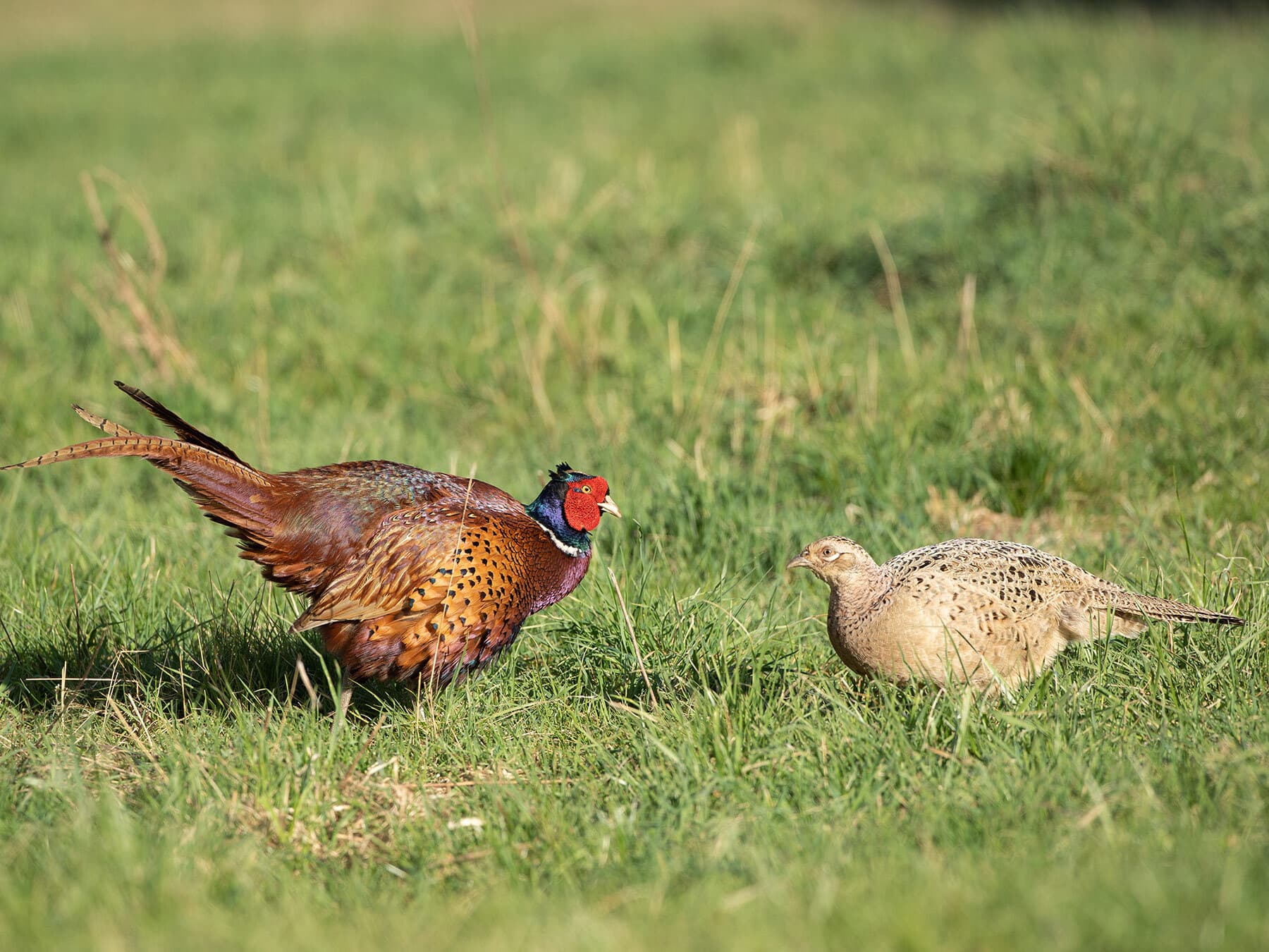 Male pheasant displaying