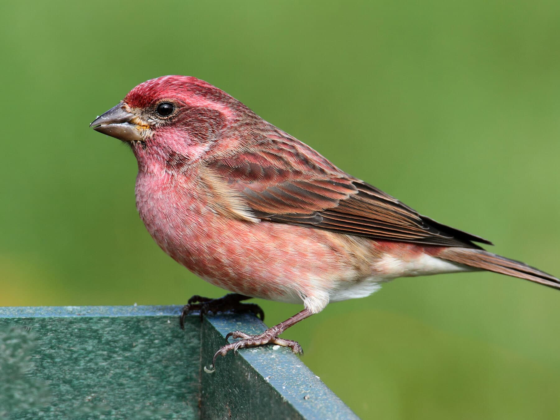 Purple Finch