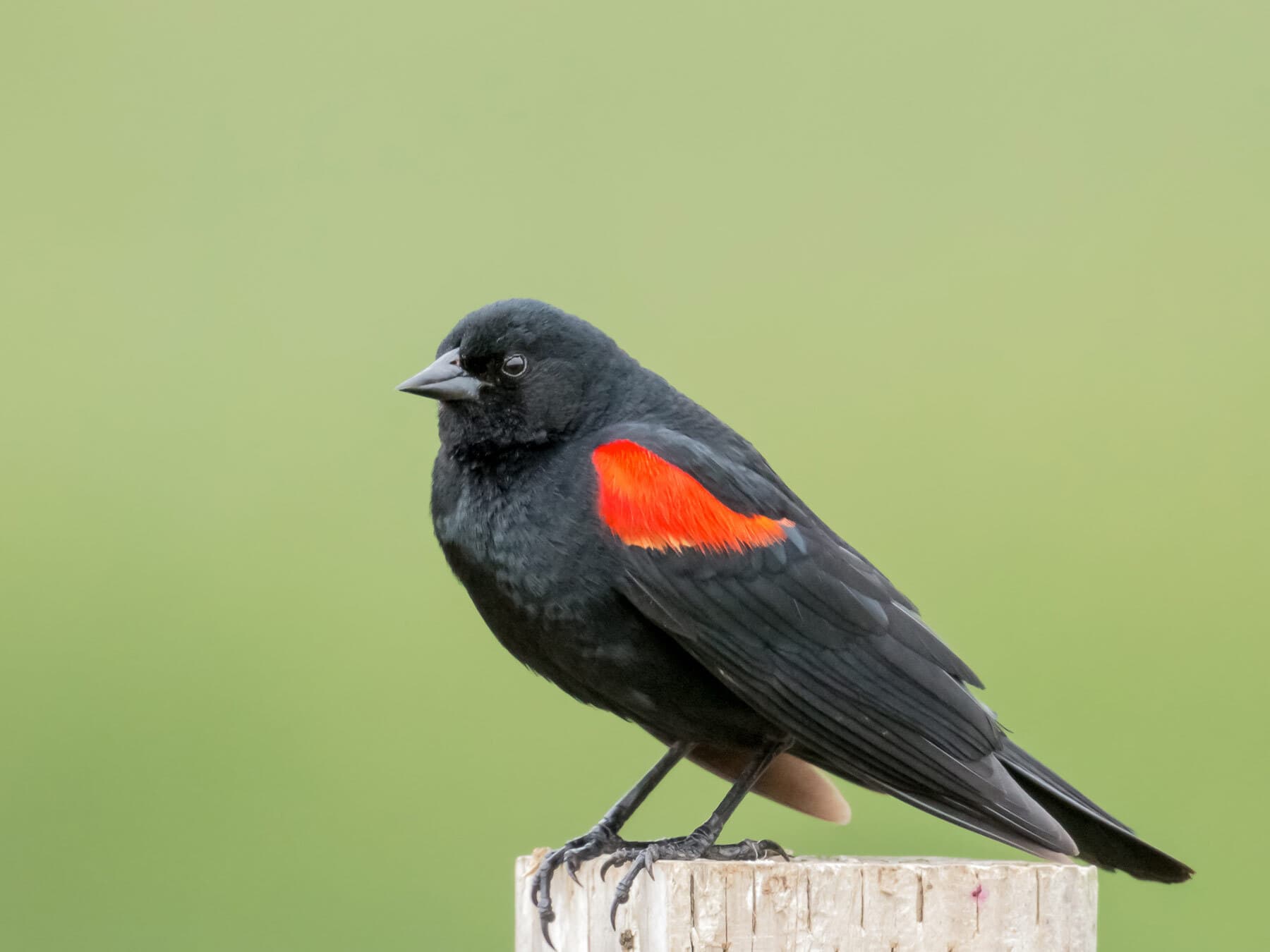 Male red winged blackbird perched