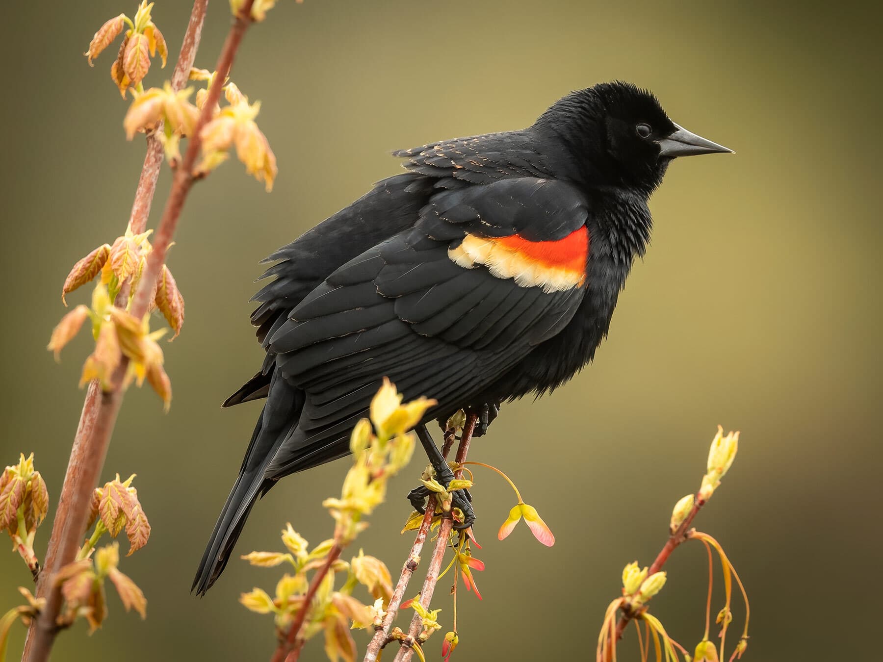 Male red winged blackbird