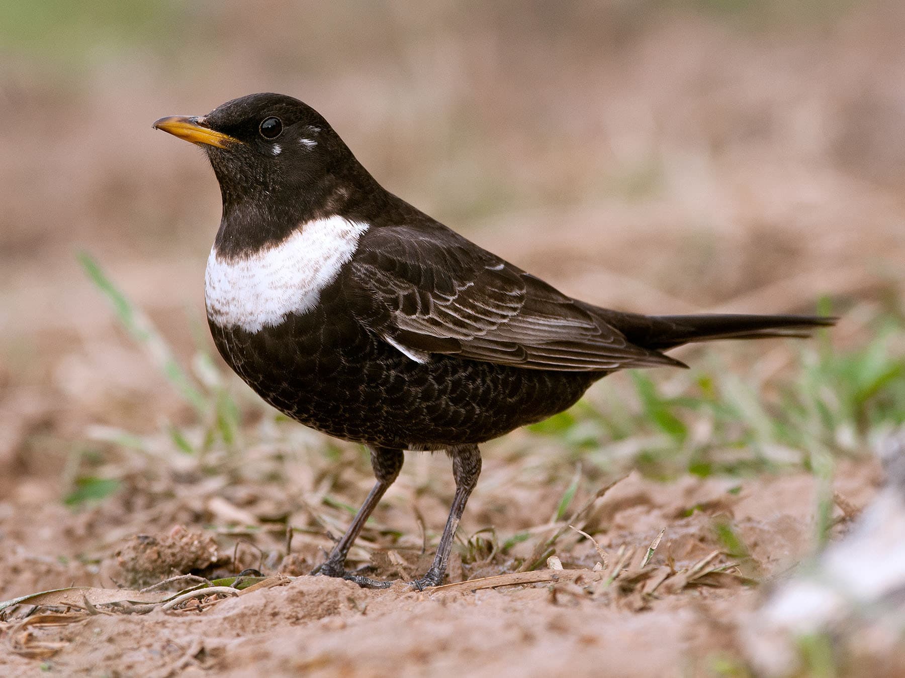 Male Ring Ouzel