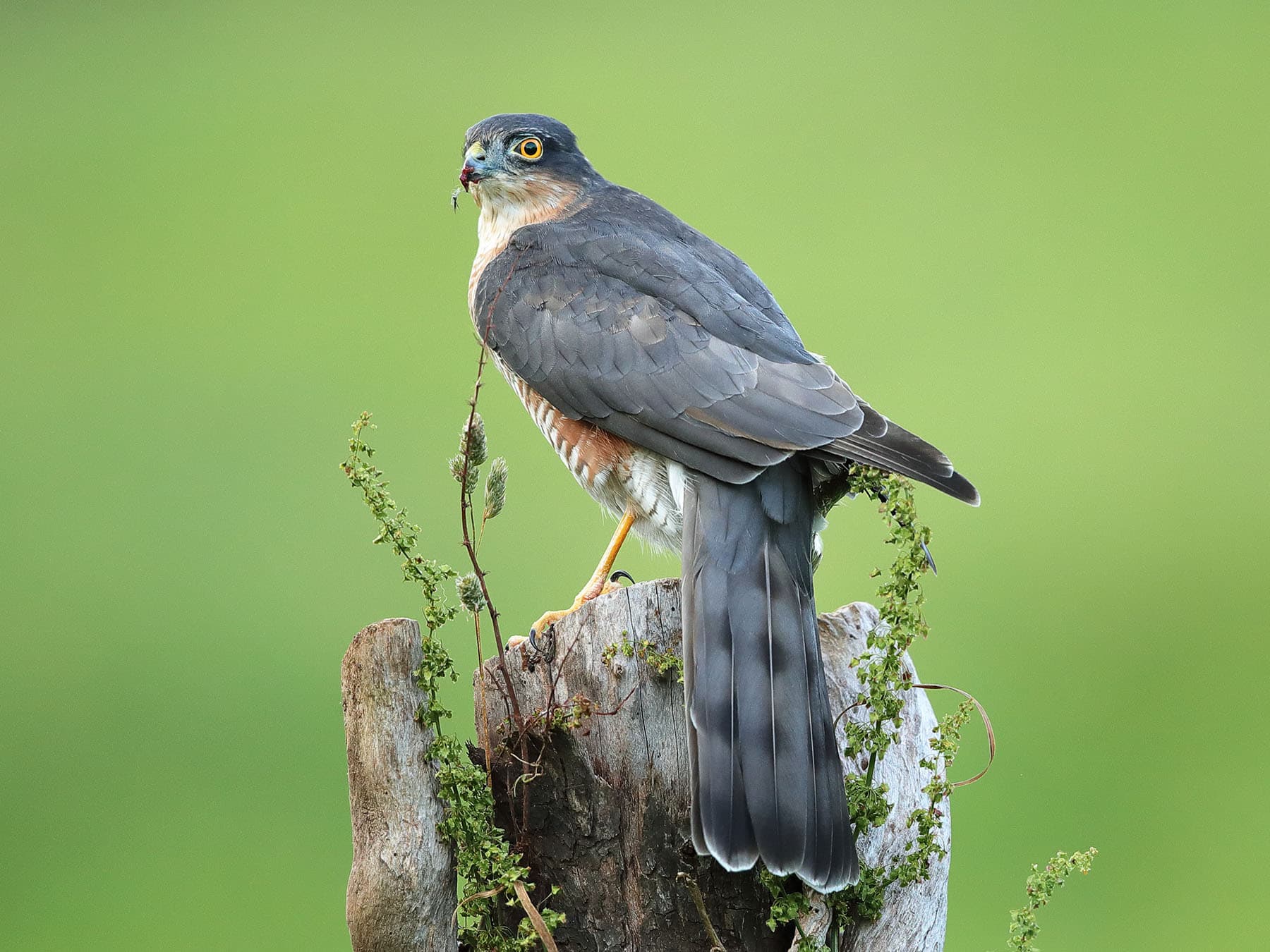 Male sparrowhawk feeding