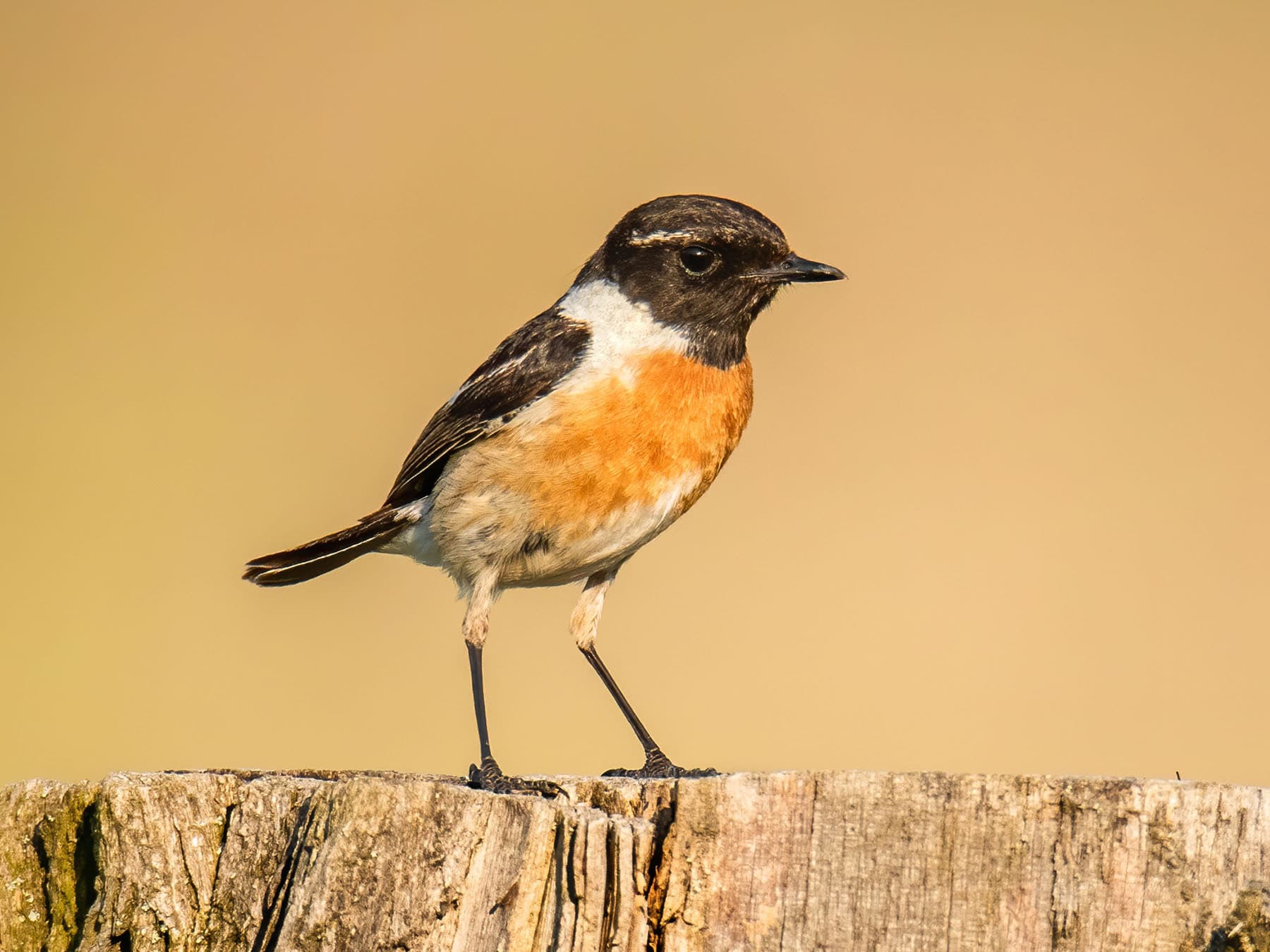 Male Stonechat