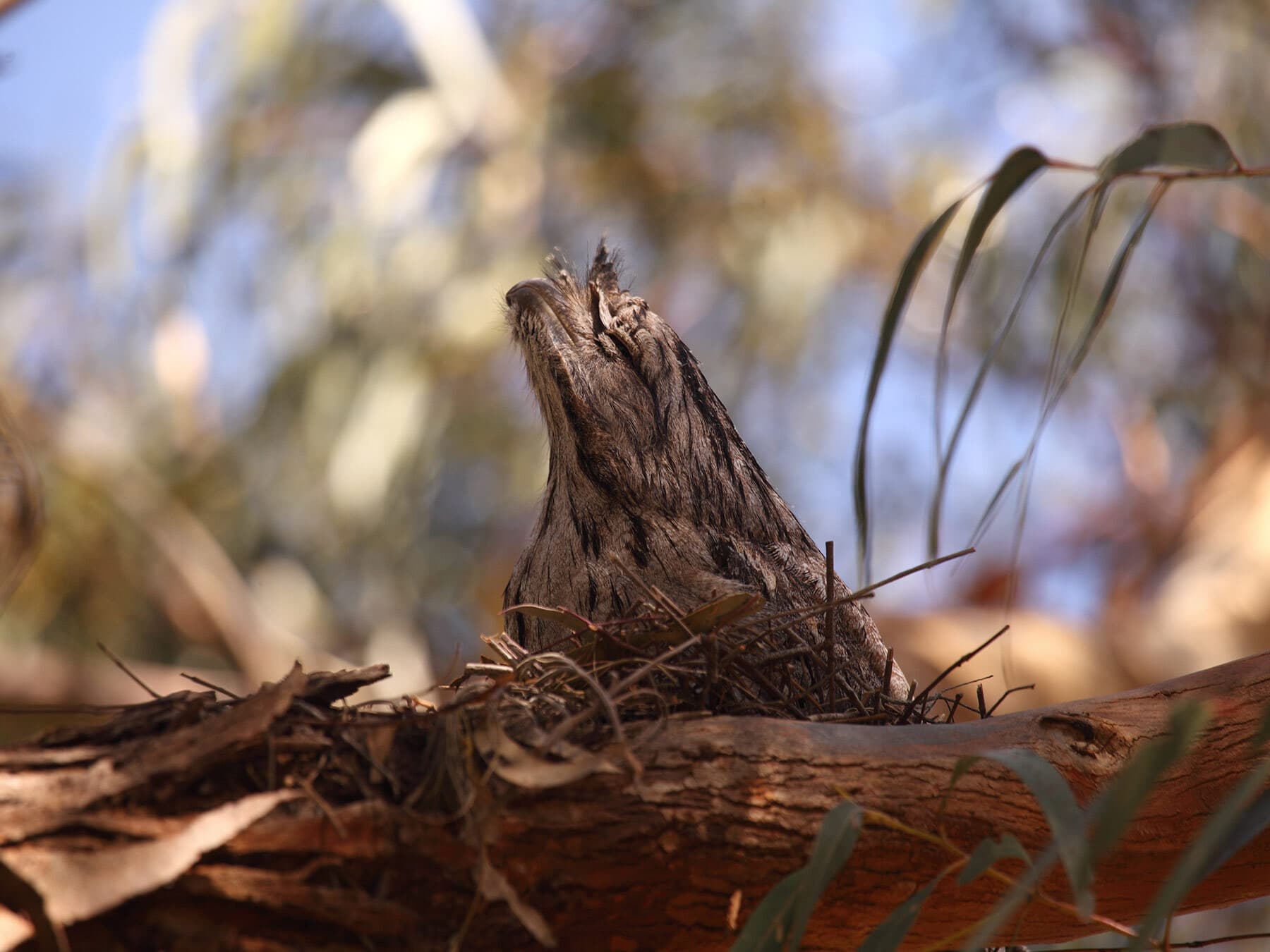 Male tawny frogmouth nest
