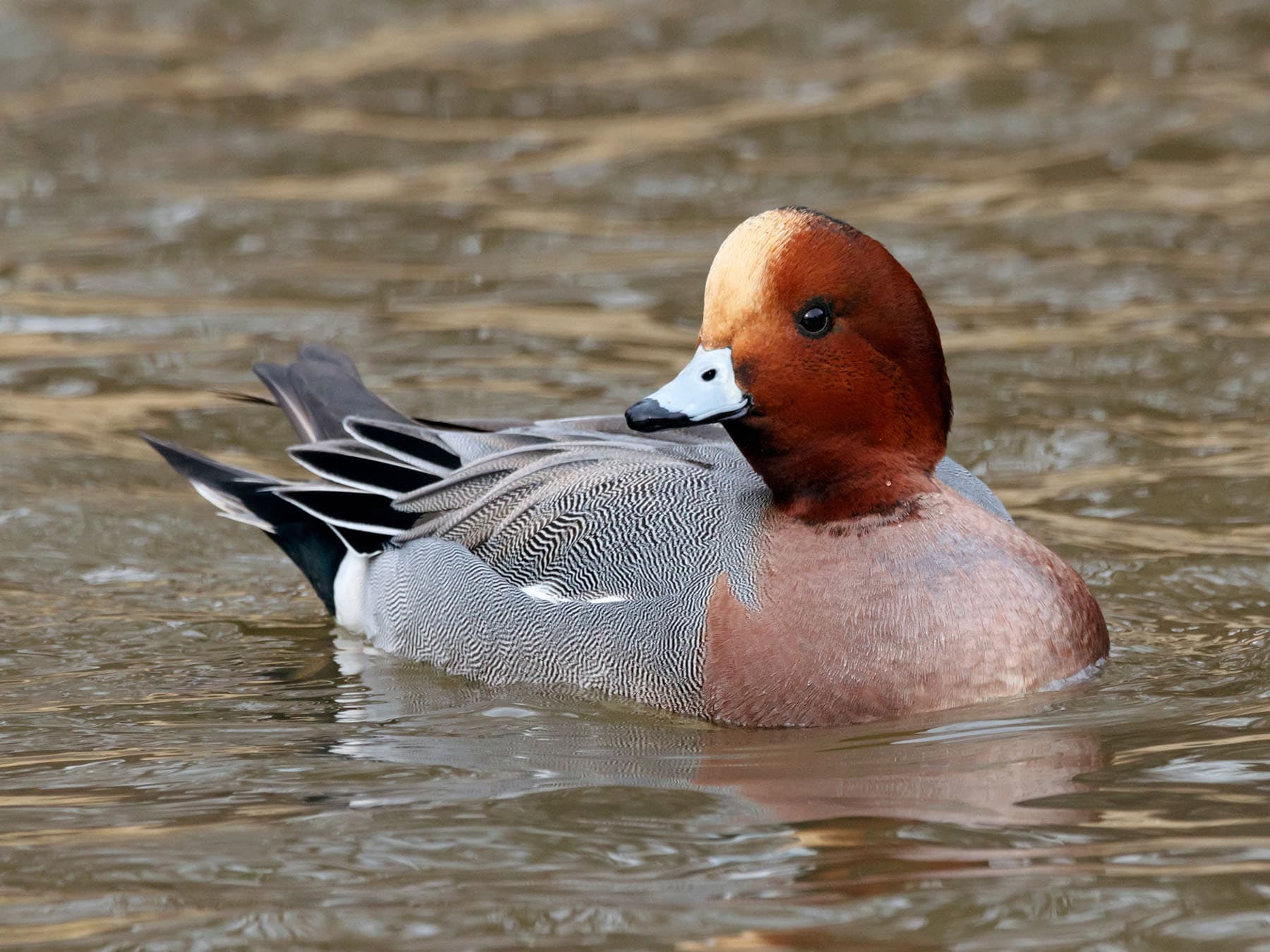 Male Wigeon