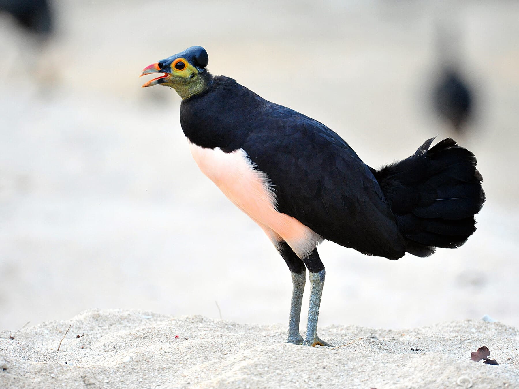 Maleo bird