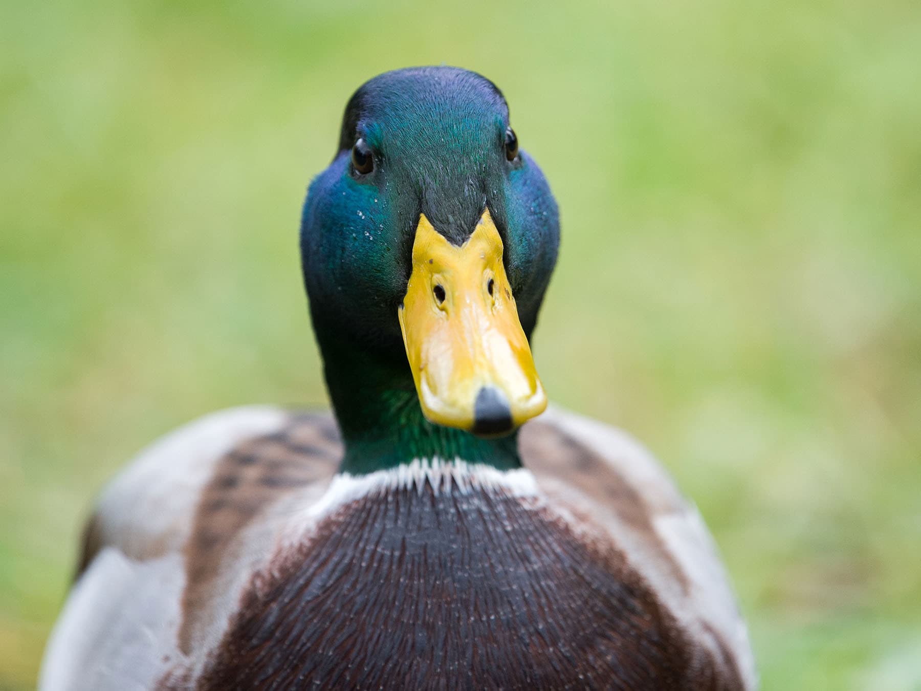 What Do Mallards Eat? (Diet, Behavior + FAQs)