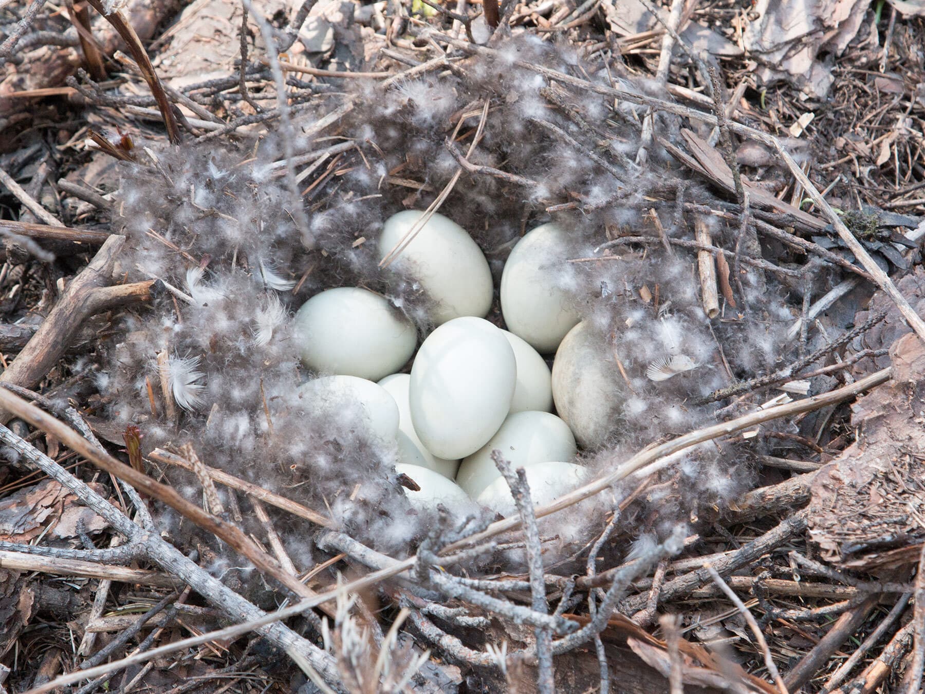 Mallard duck nest