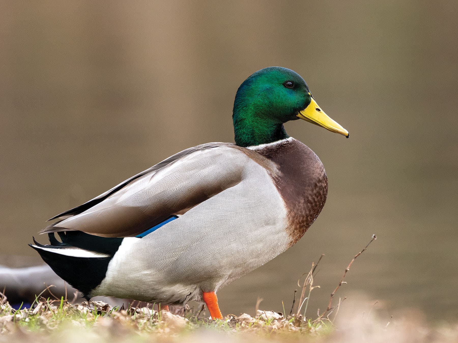 Mallard