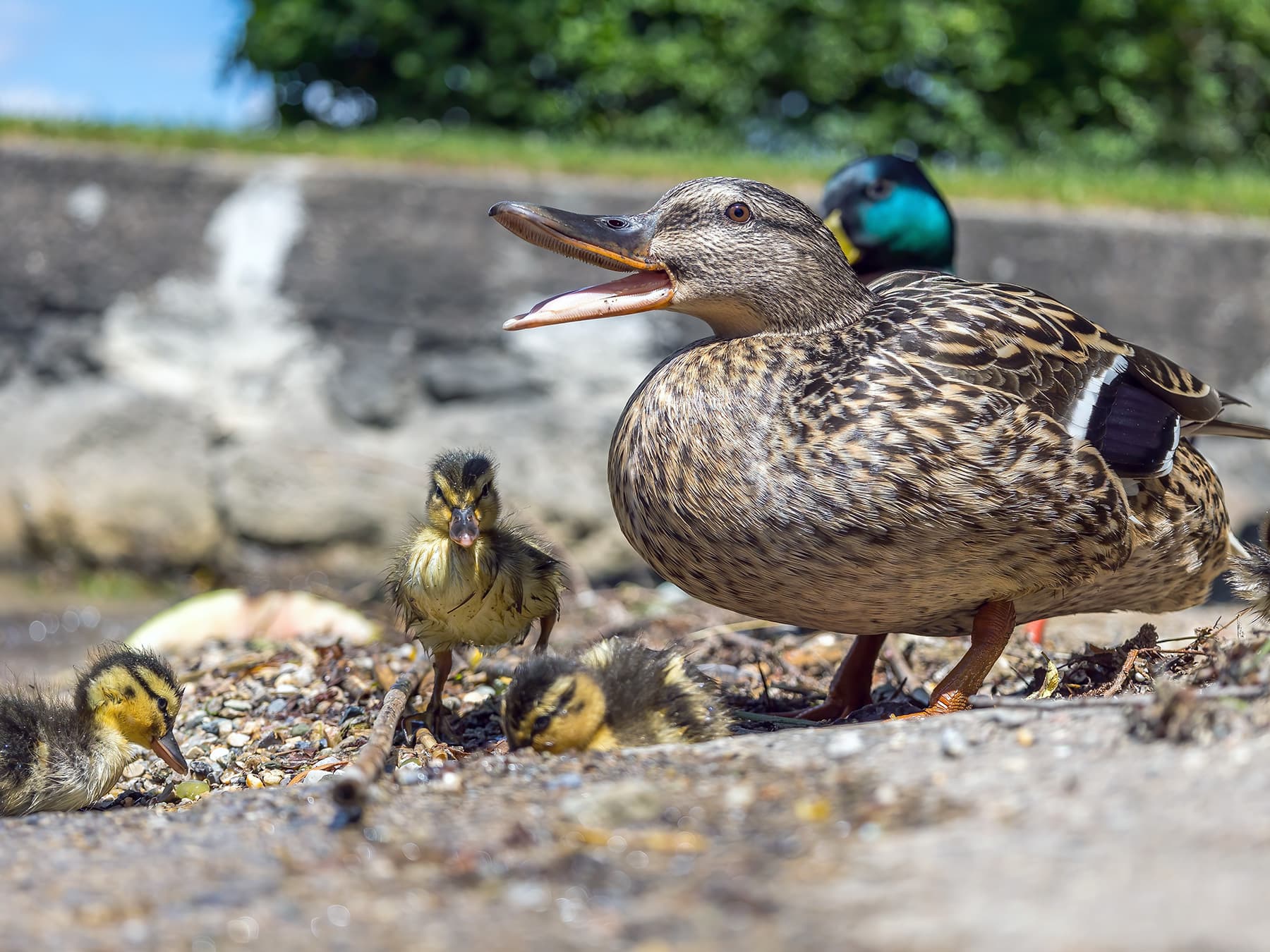 Mallard family near to the river