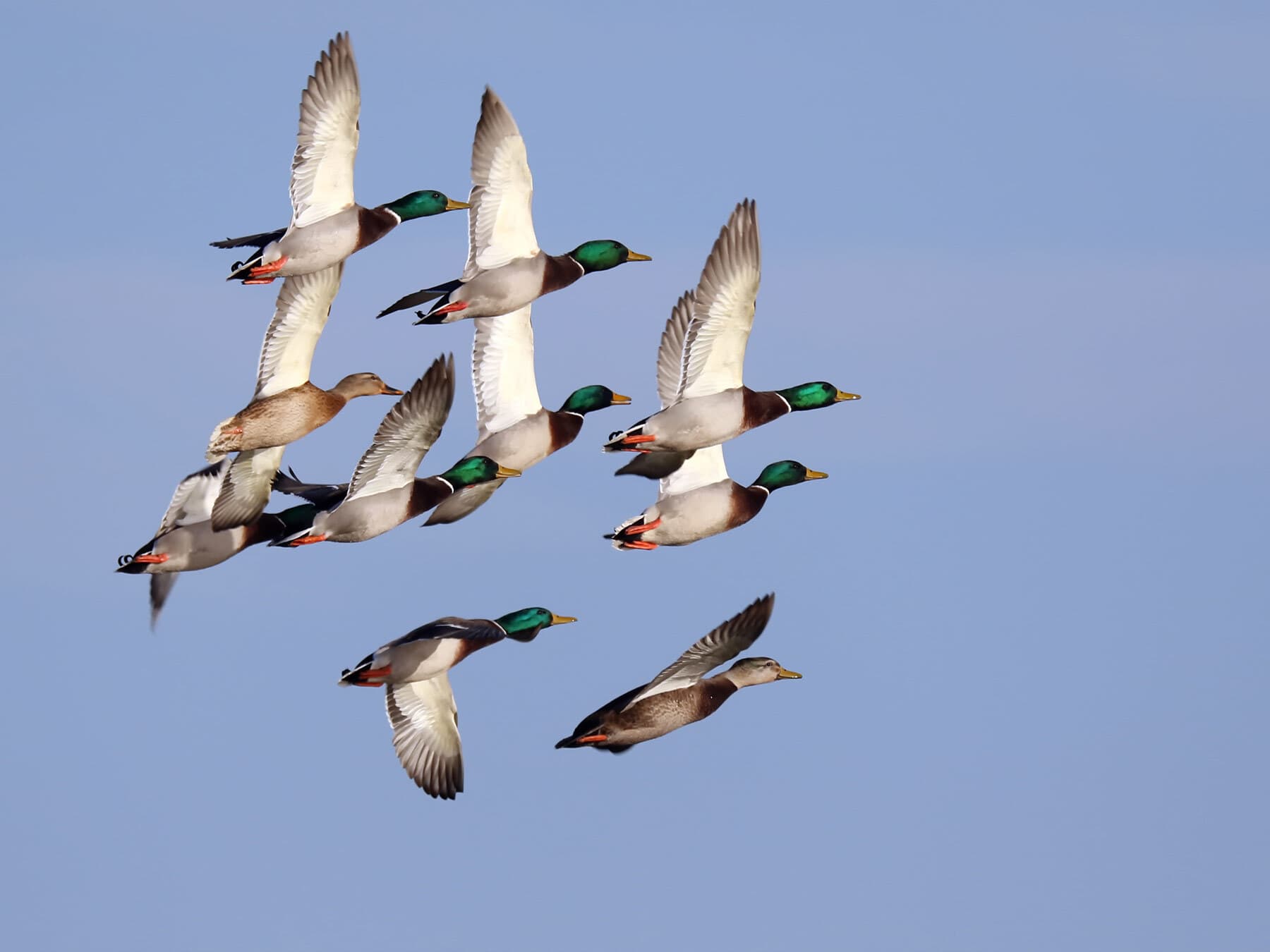 Mallard flock migrating