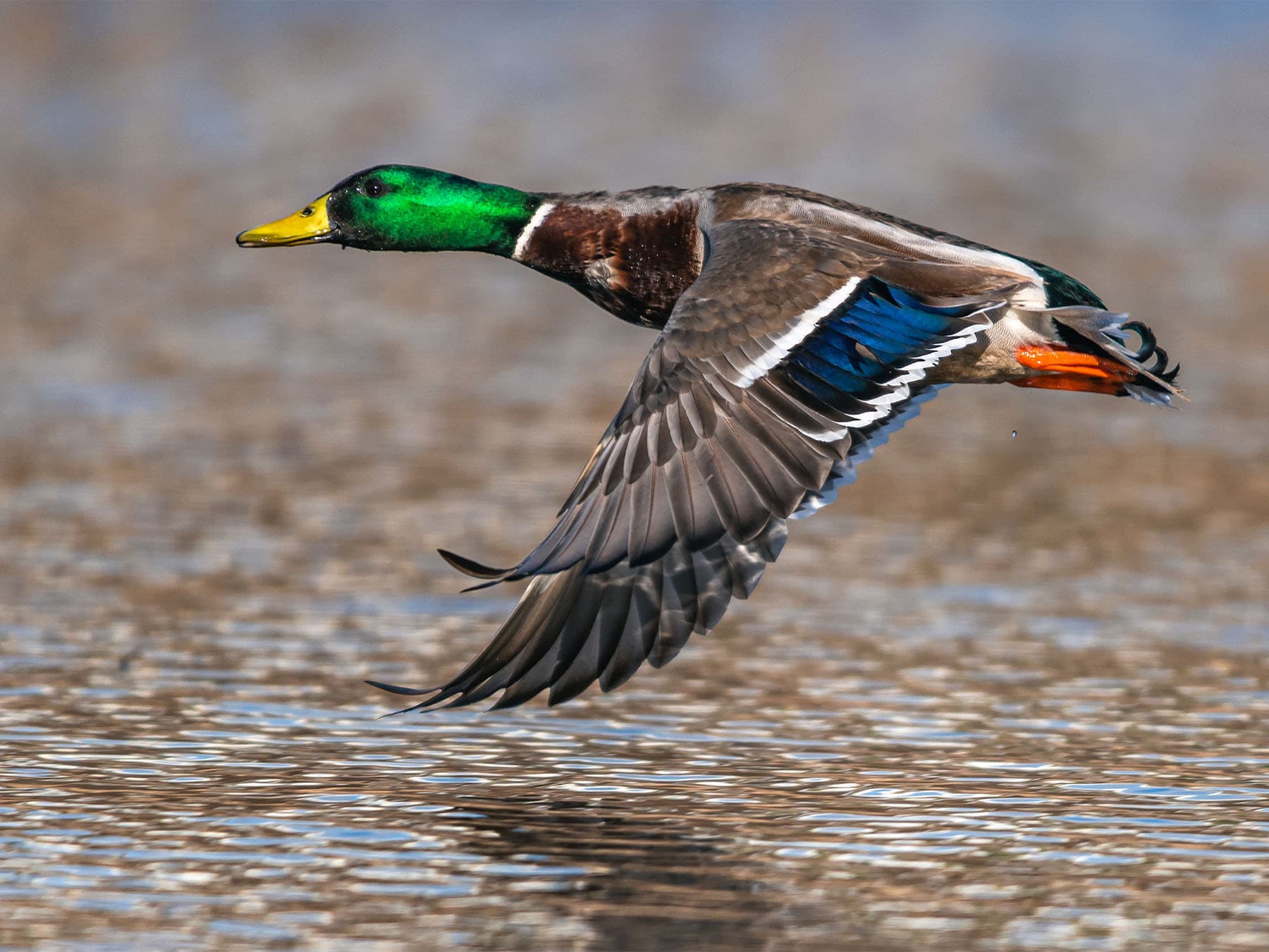 Mallard in flight close to water