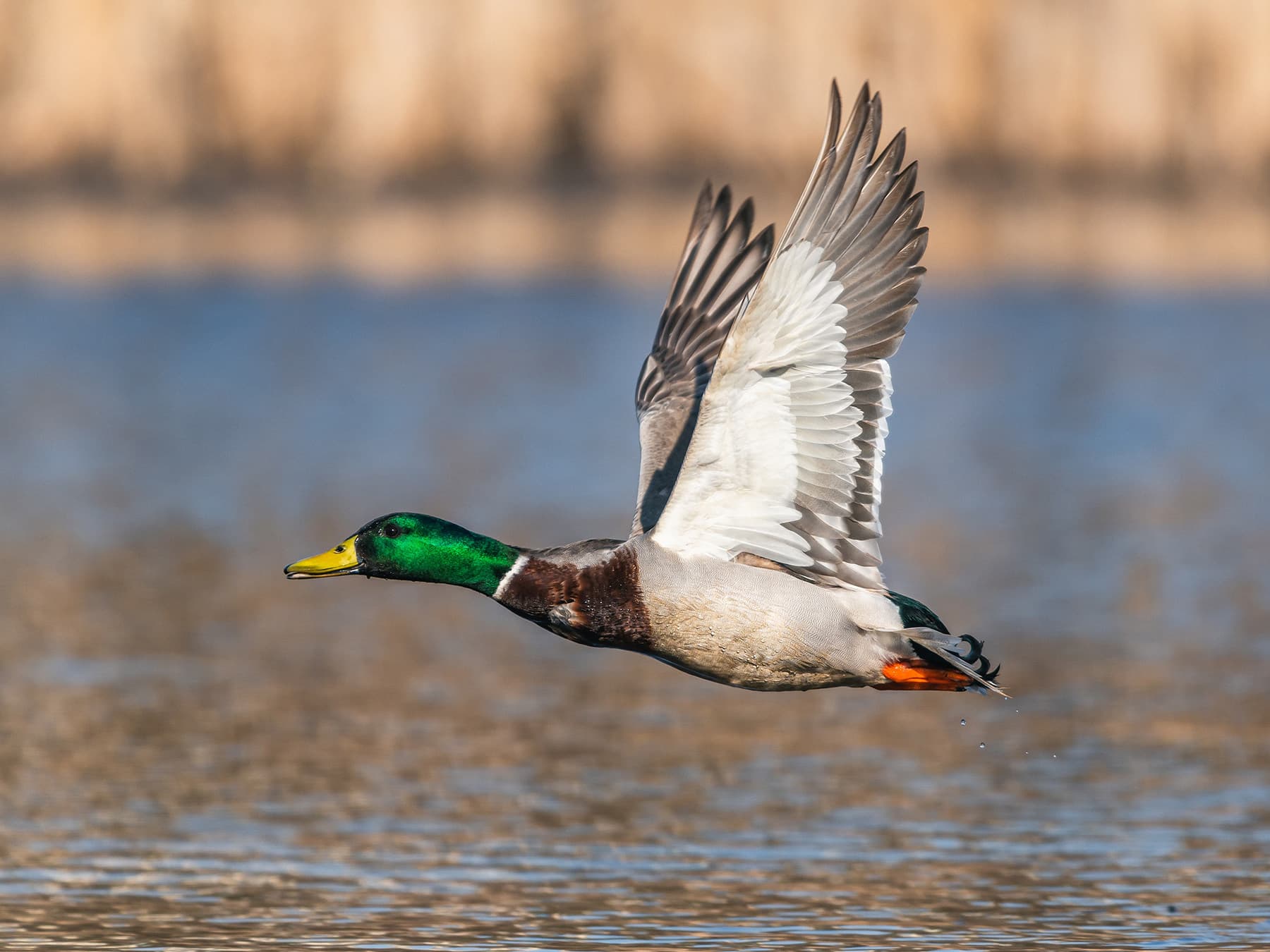 Mallard in-flight over a lake