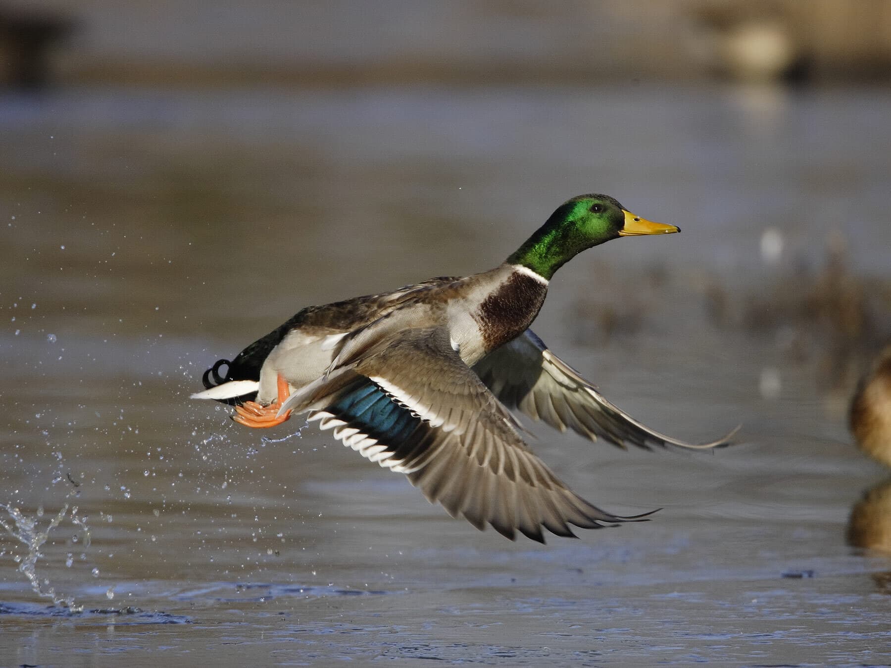 Mallard in flight