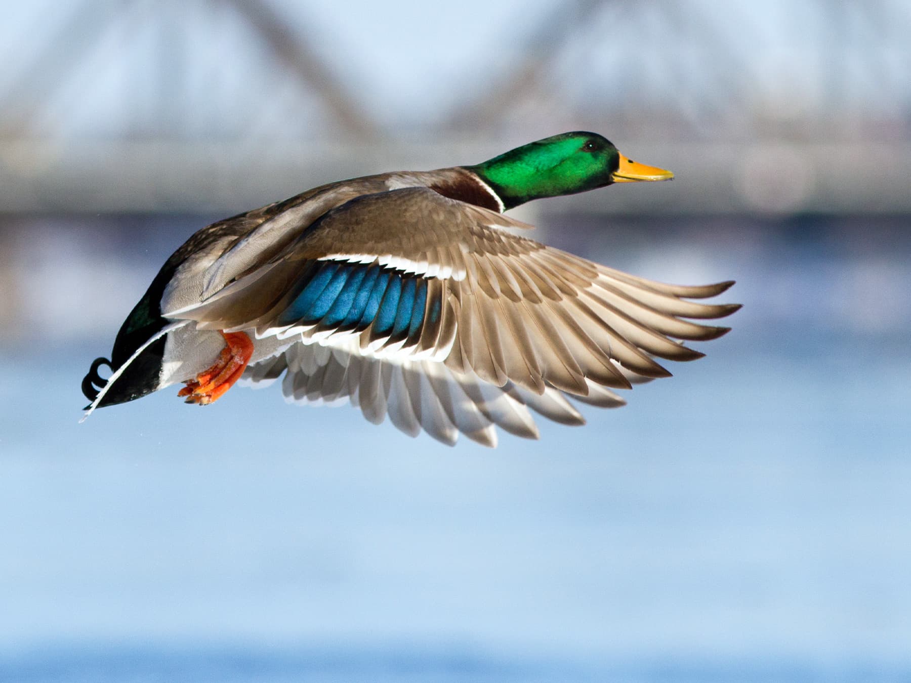 Mallard in-flight