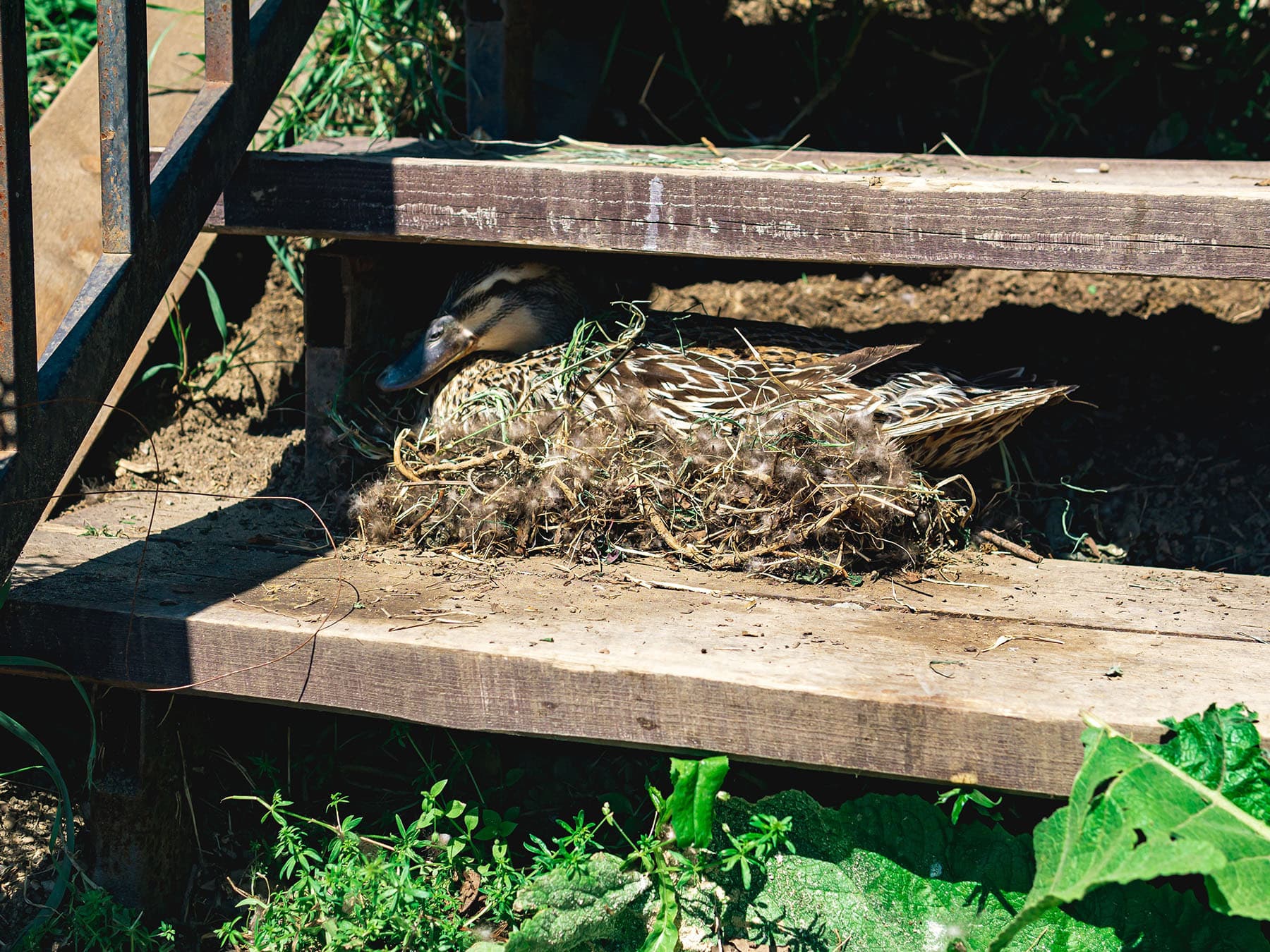 Mallard nest under stairs
