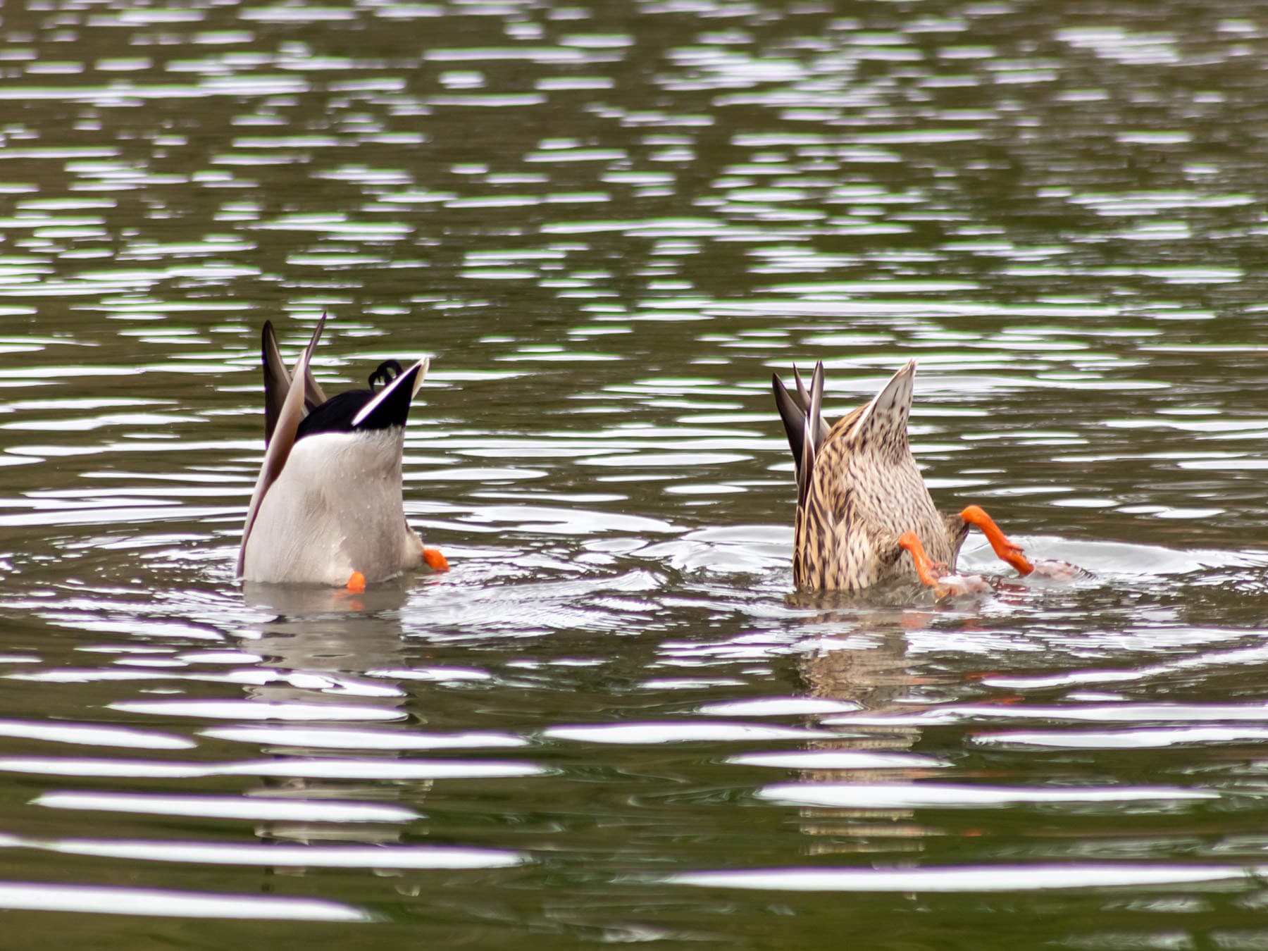 Mallard pair dipping