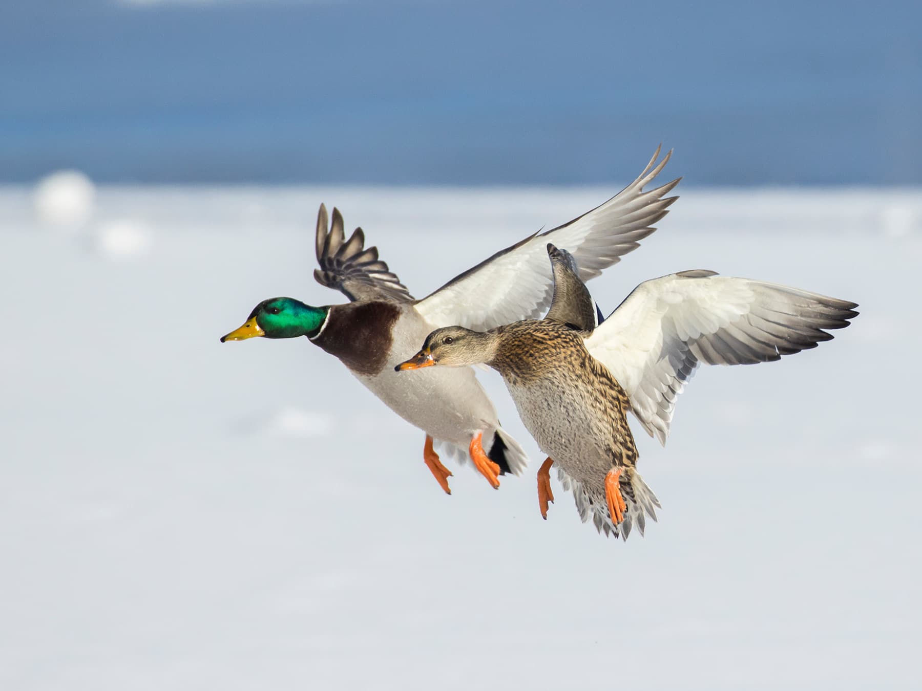 Male (left) and Female (right) Mallards in-flight during the winter