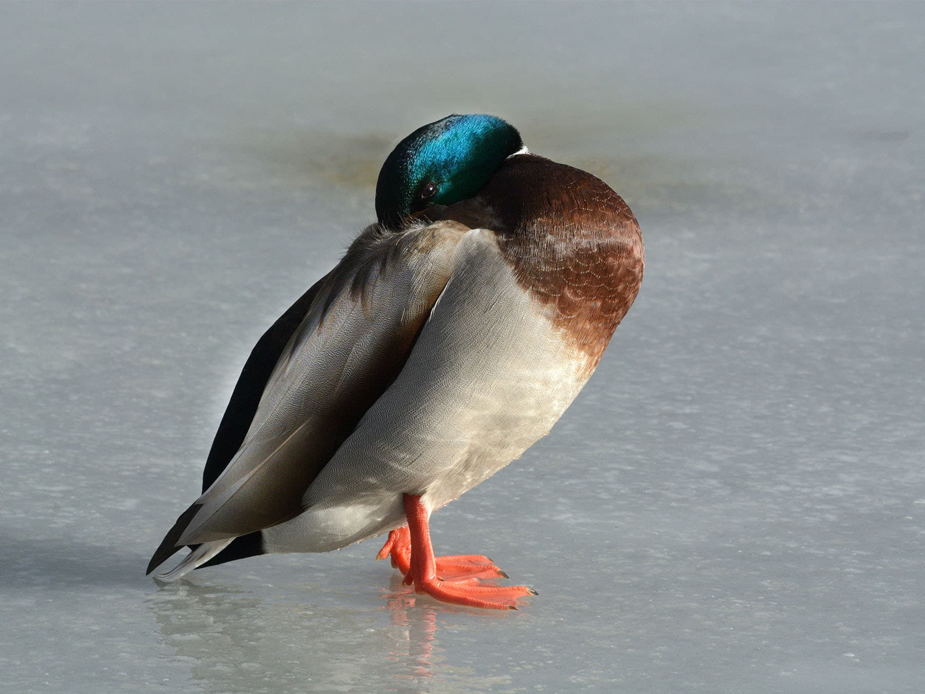 Mallard roosting with one eye open