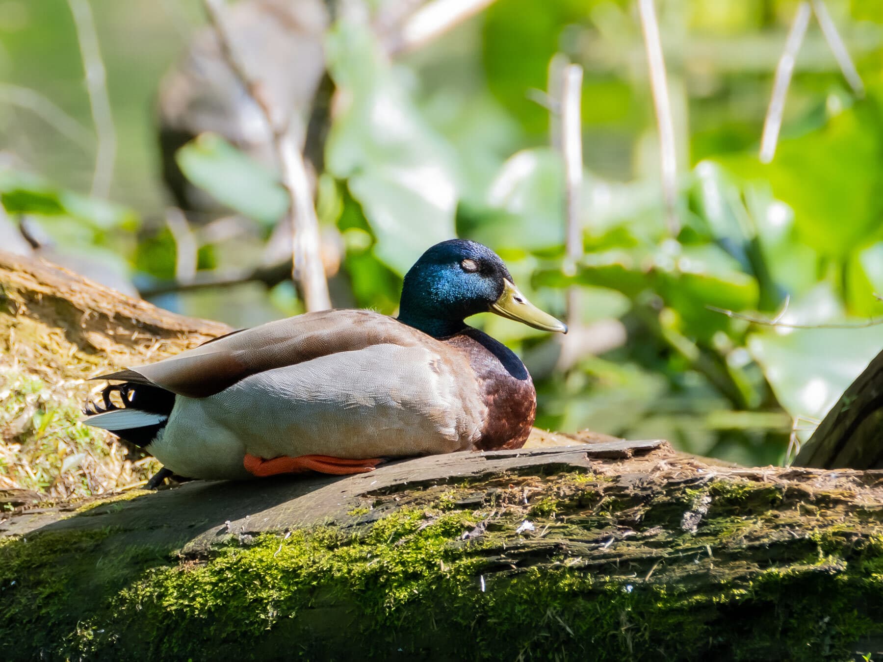 Mallard sleeping