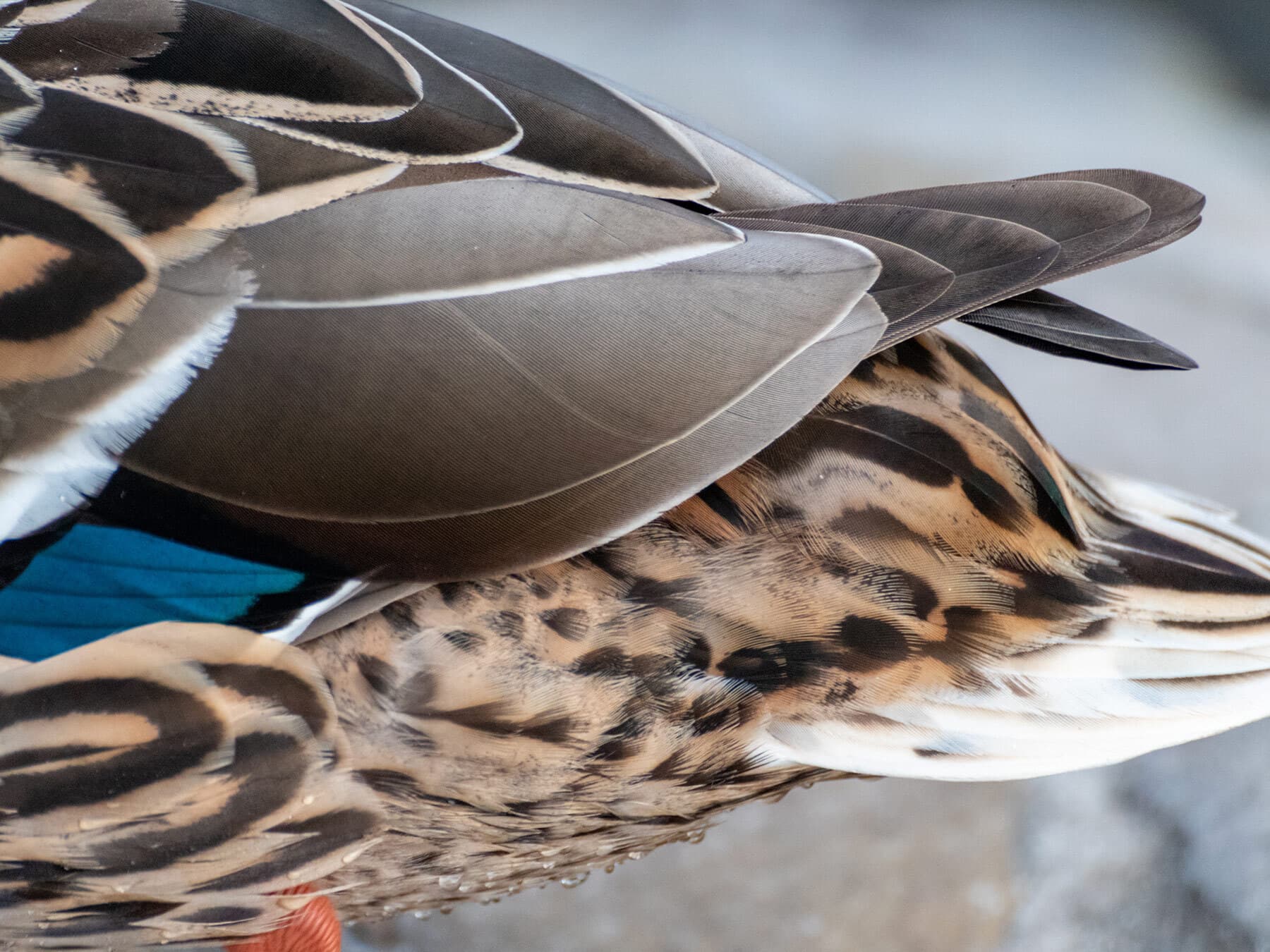 Mallard tail