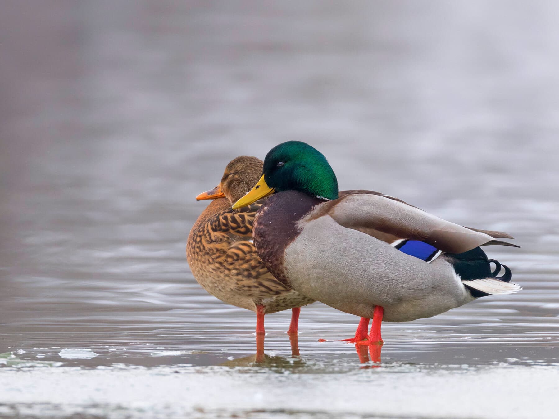 Mallards in winter