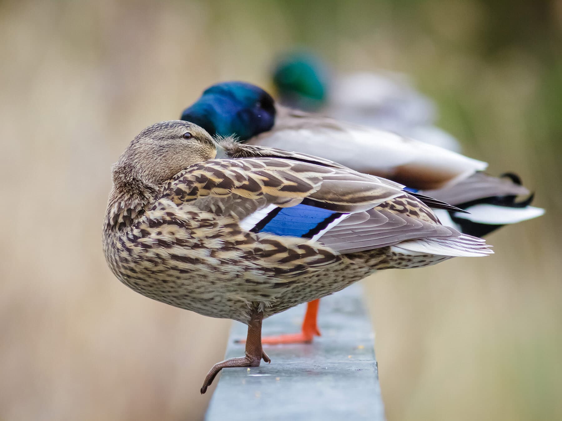 Mallards sleeping on fence