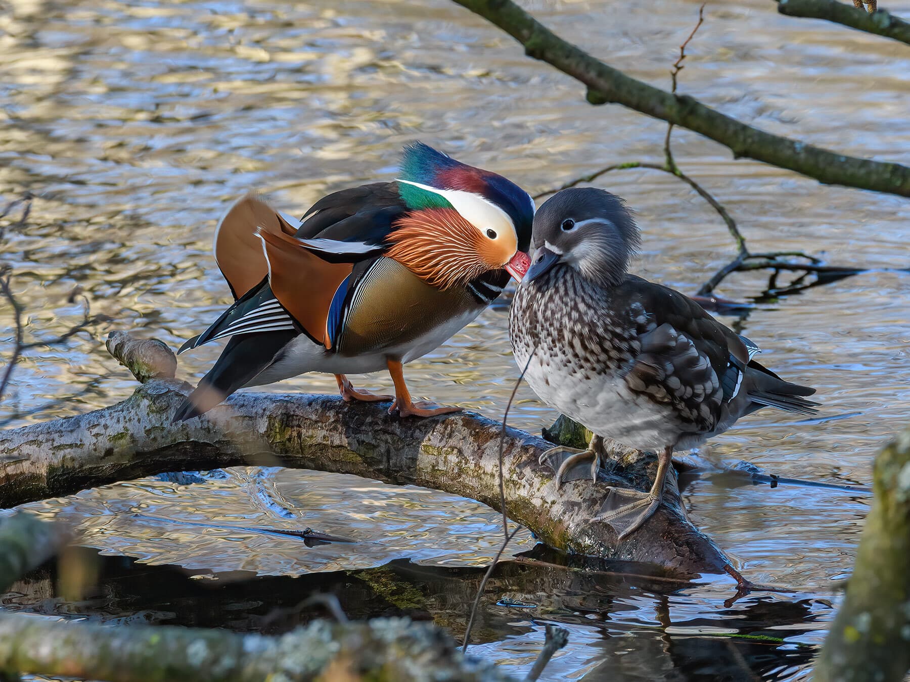 Mandarin duck courtship ritual