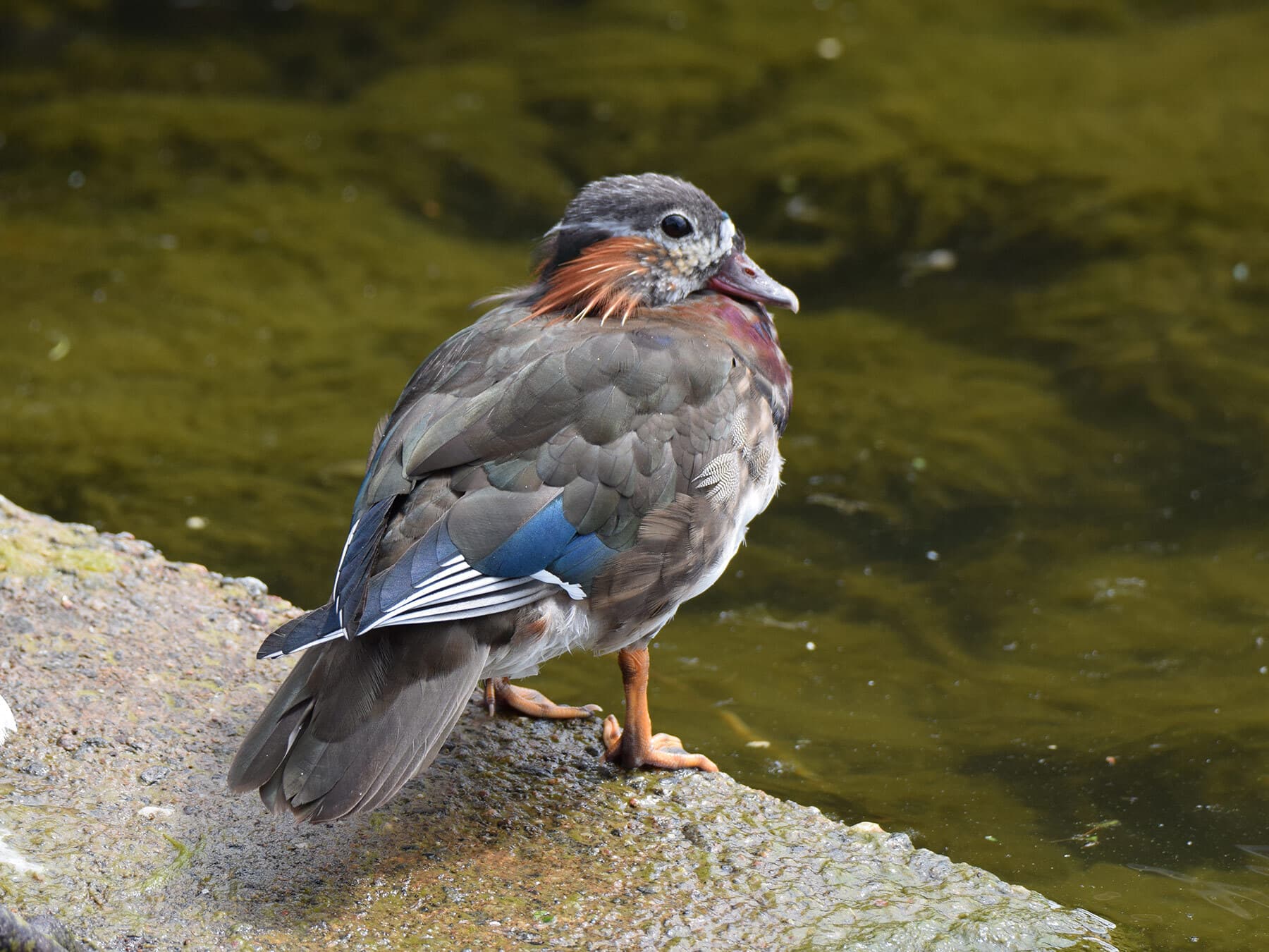 Mandarin duck eclipse plumage