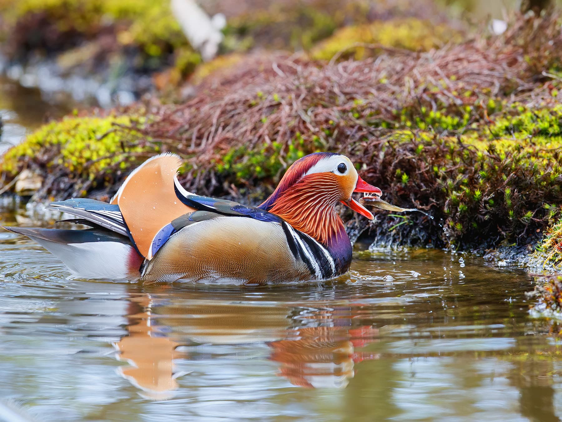 Mandarin duck feeding