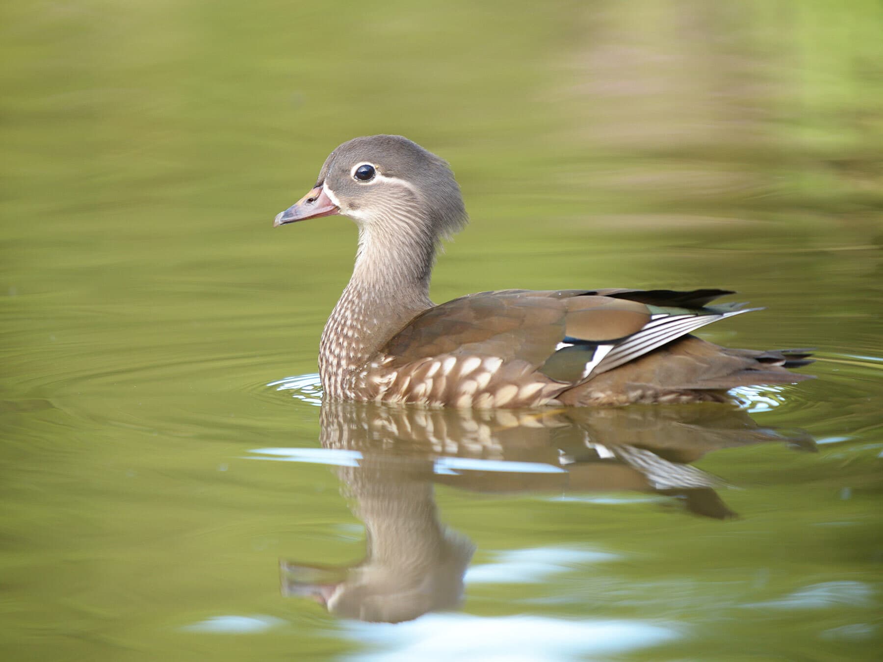Mandarin duck female