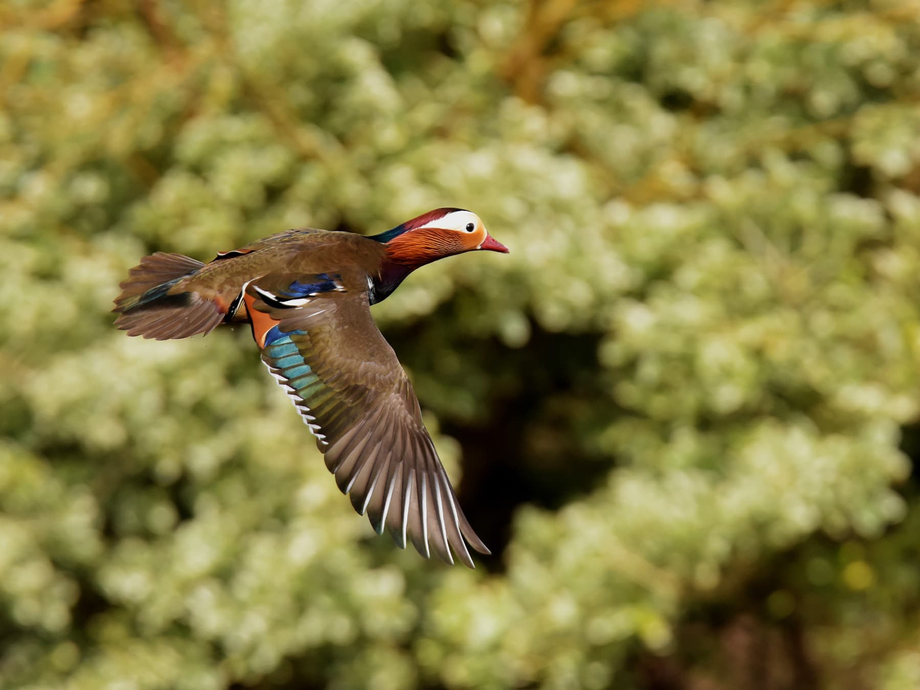 Mandarin Duck in-flight during the breeding season