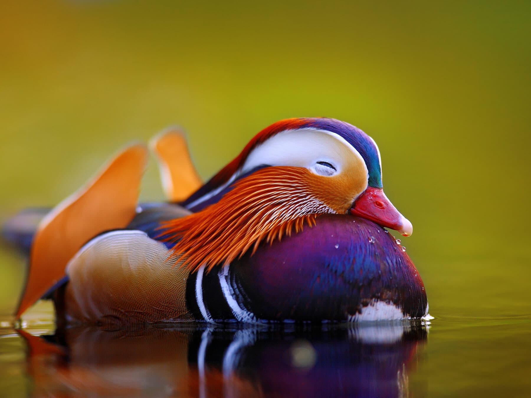 Mandarin duck sleeping
