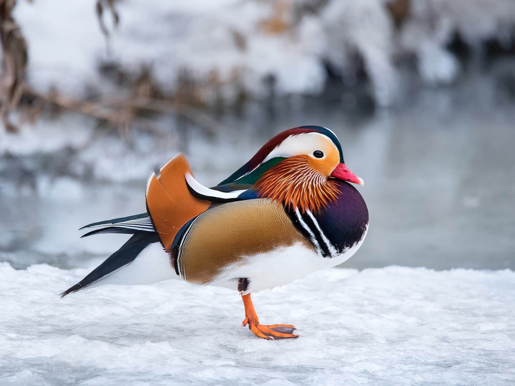 Mandarin Duck standing on the ice during the winter
