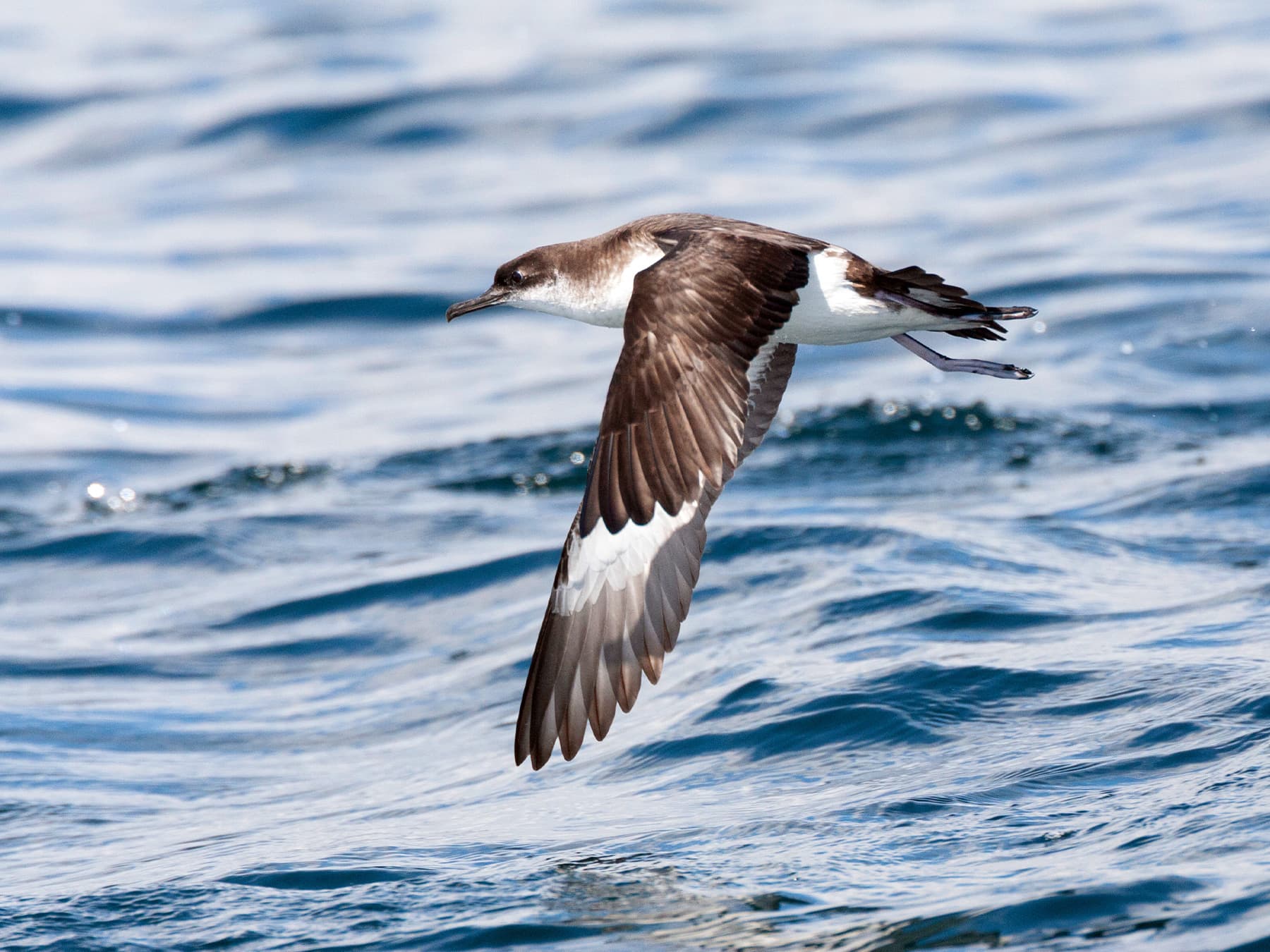 Manx Shearwater