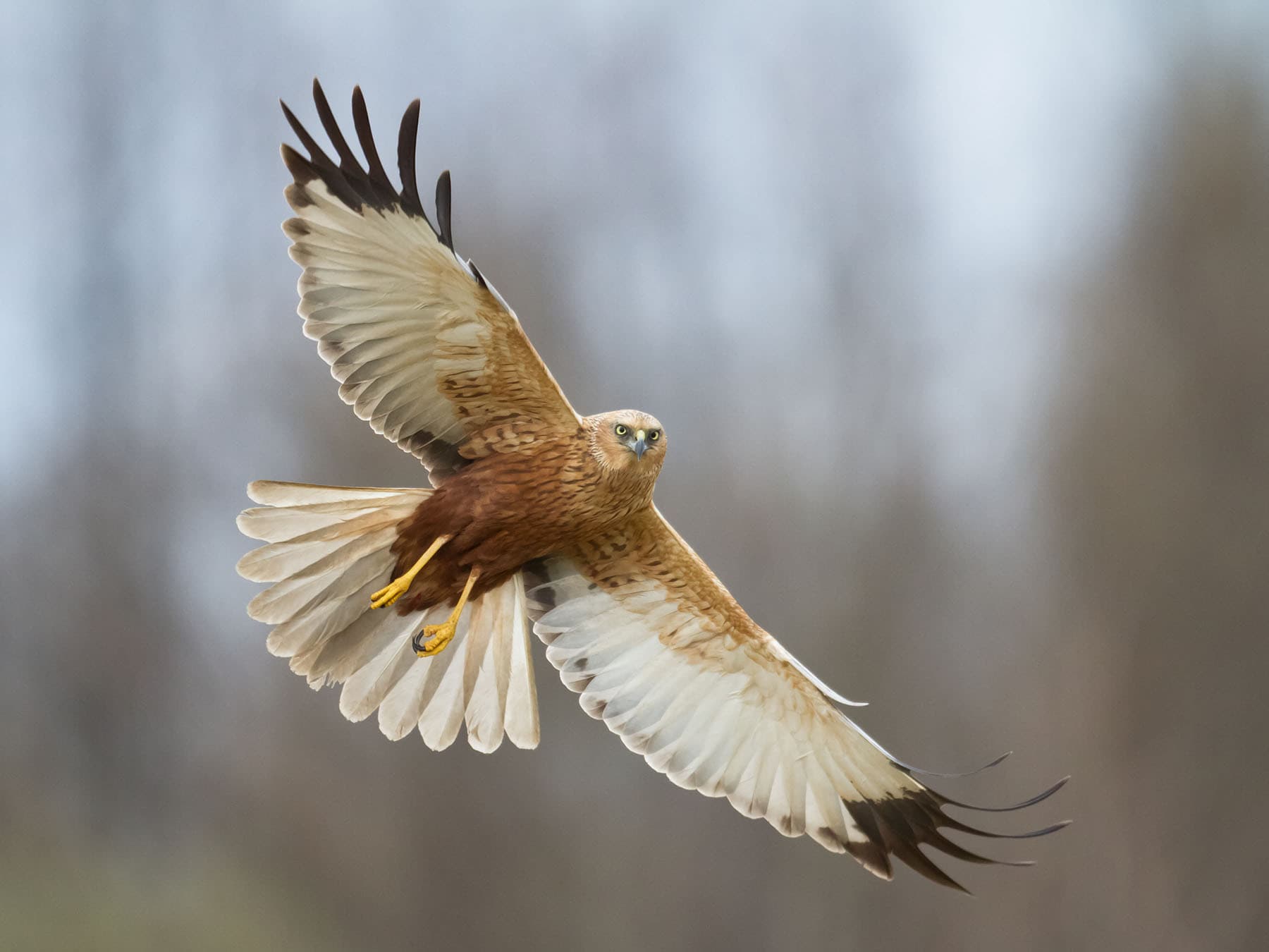 Western Marsh-harrier