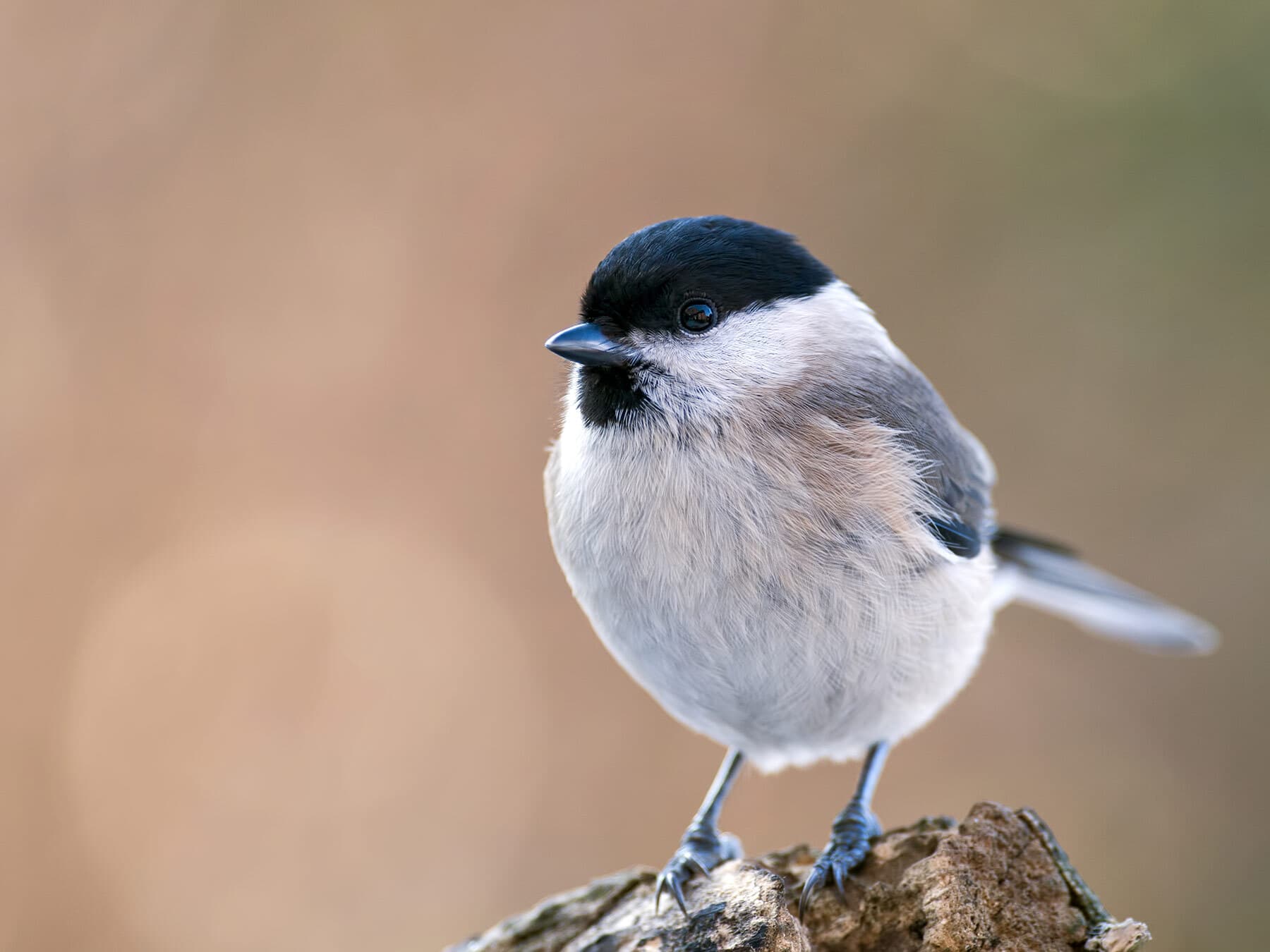 Close up of a March Tit