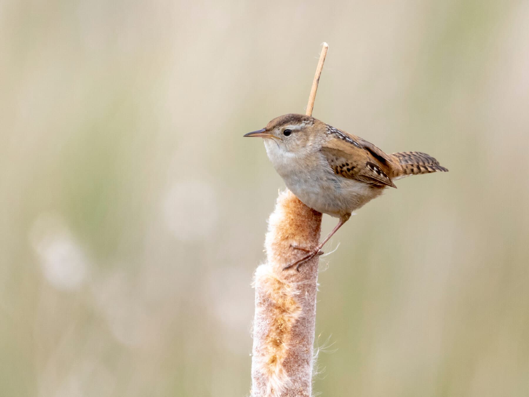 Marsh wren