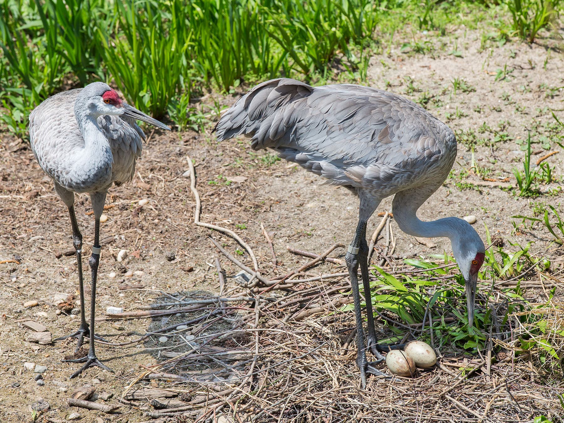 Mated sandhill crane pair