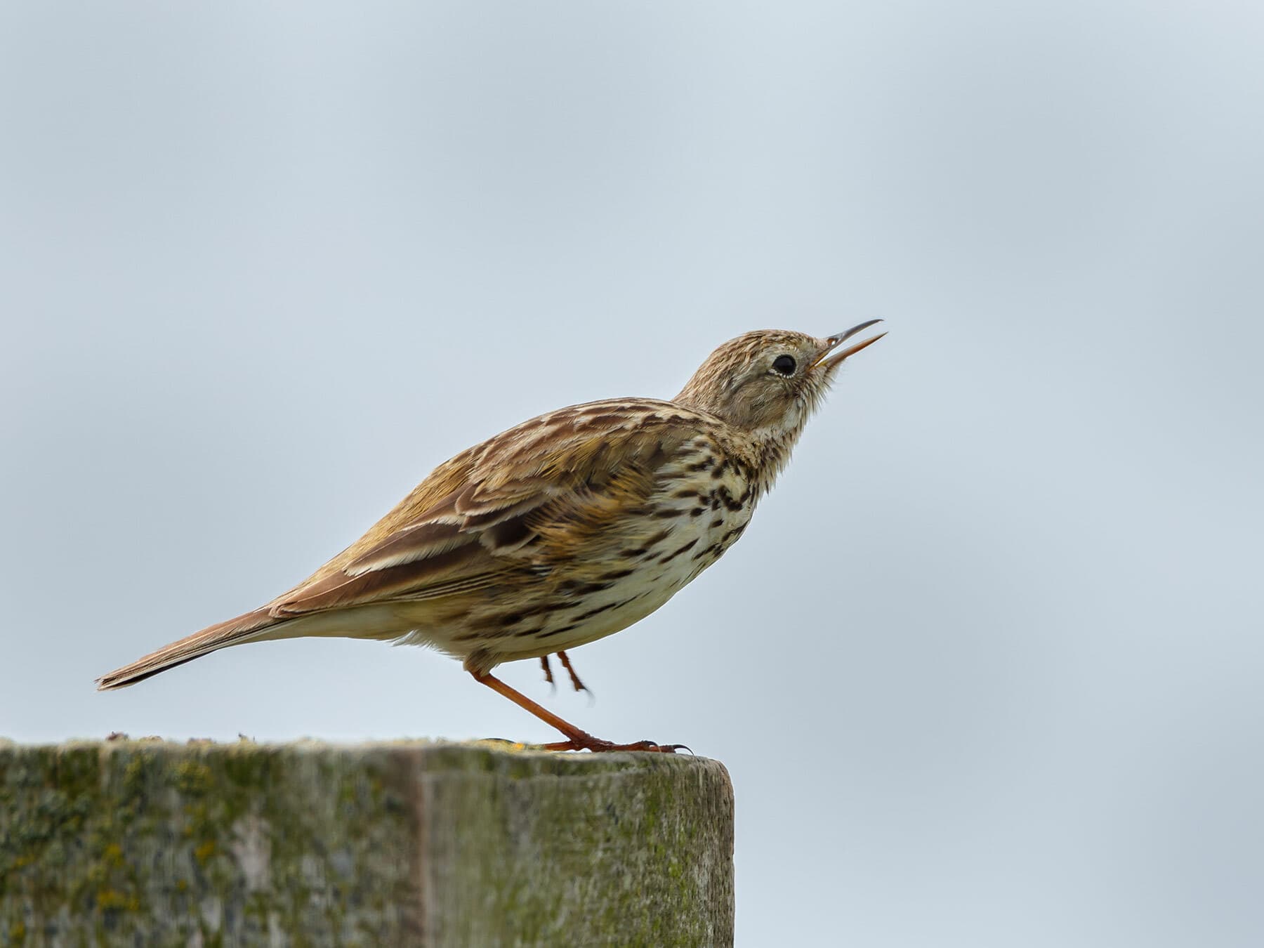Meadow Pipit perched on a wooden post