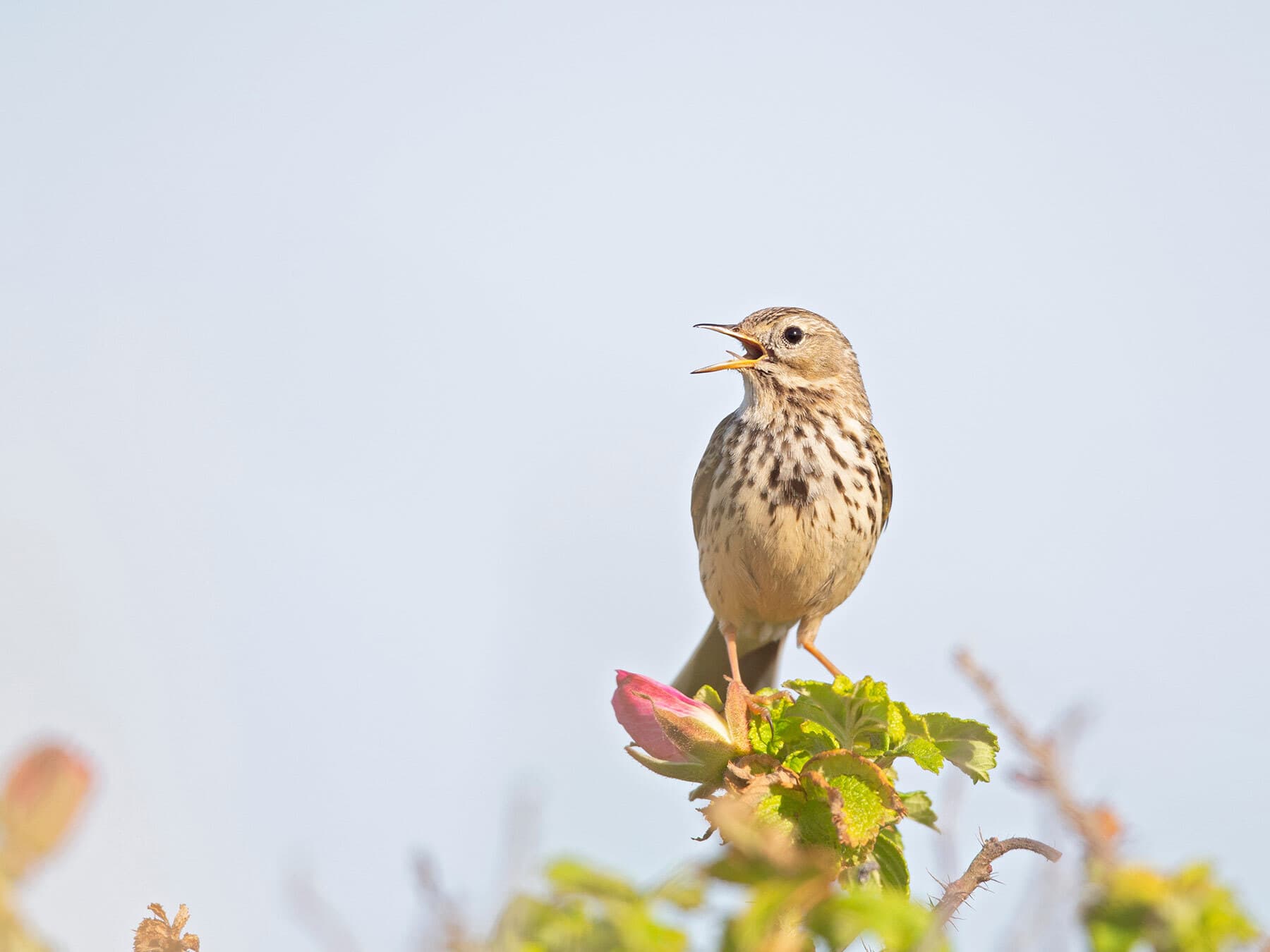 Meadow Pipit calling
