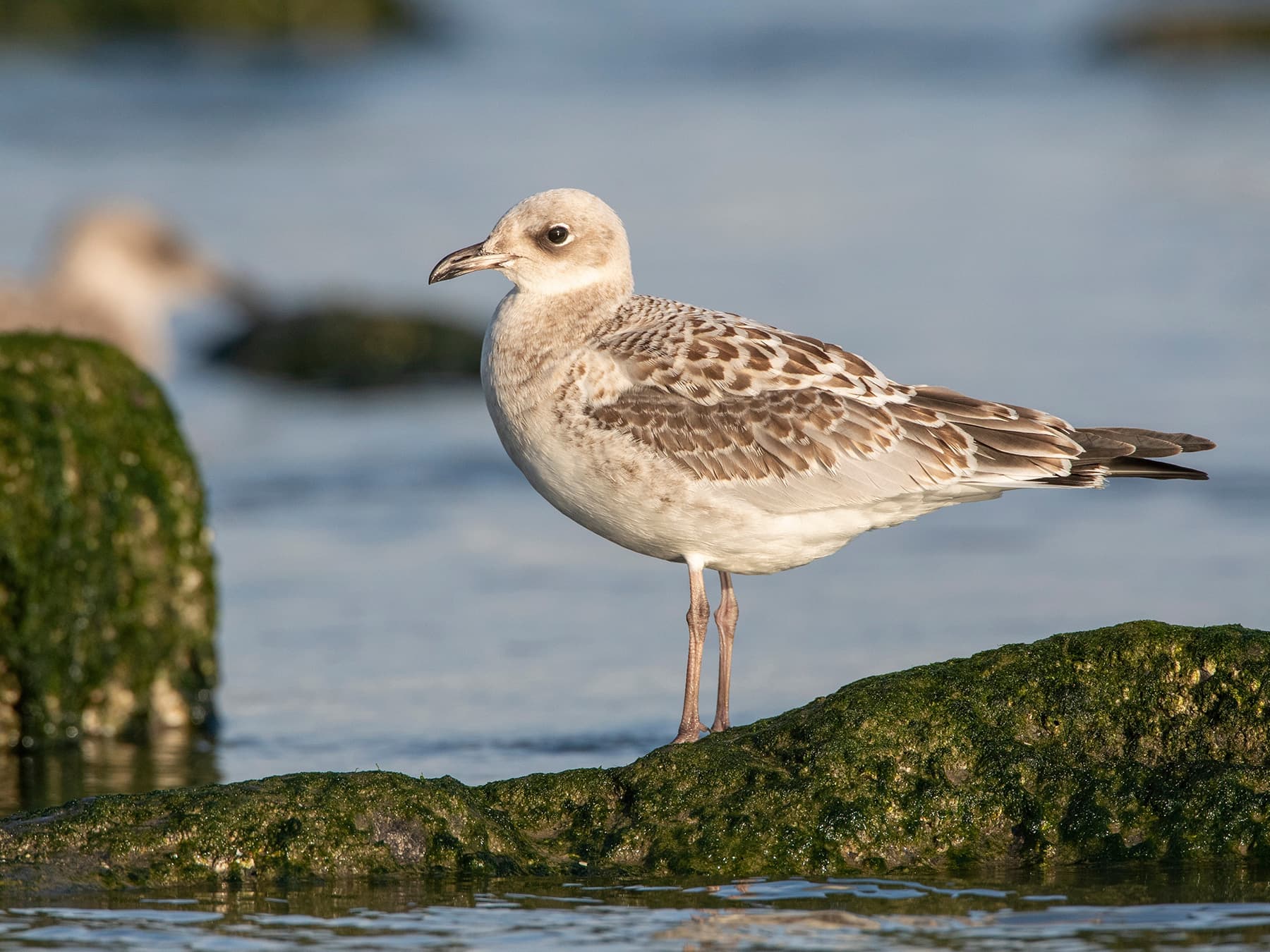 Mediterranean Gull first winter plumage
