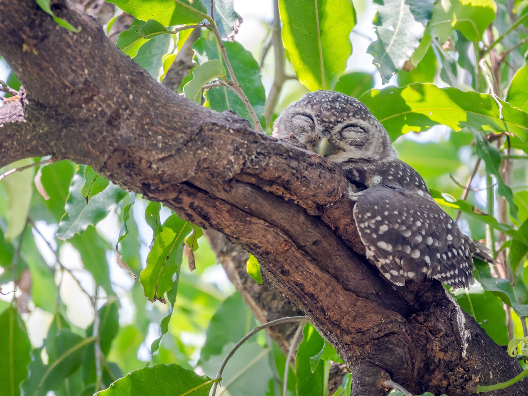 The Role of Melatonin in Bird Sleep Cycles