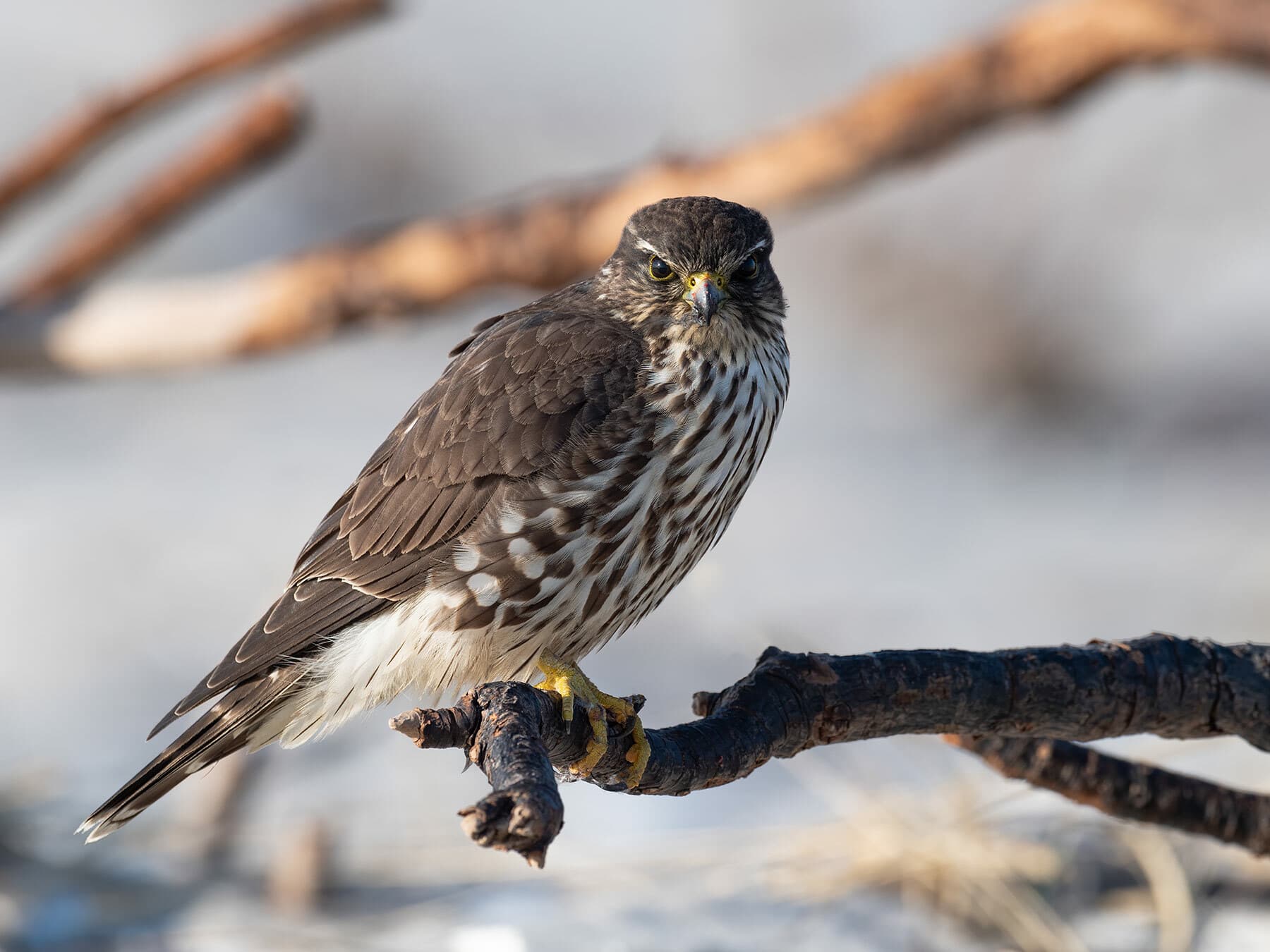 Close up of a Merlin