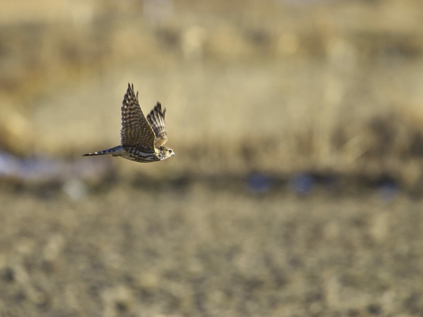 Merlin in flight