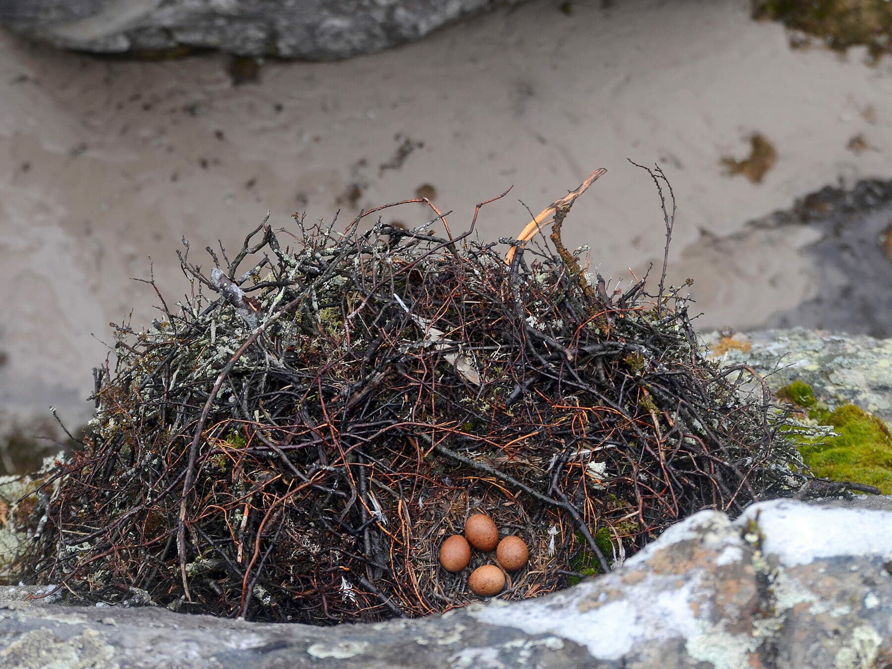 Nest and eggs of a Merlin